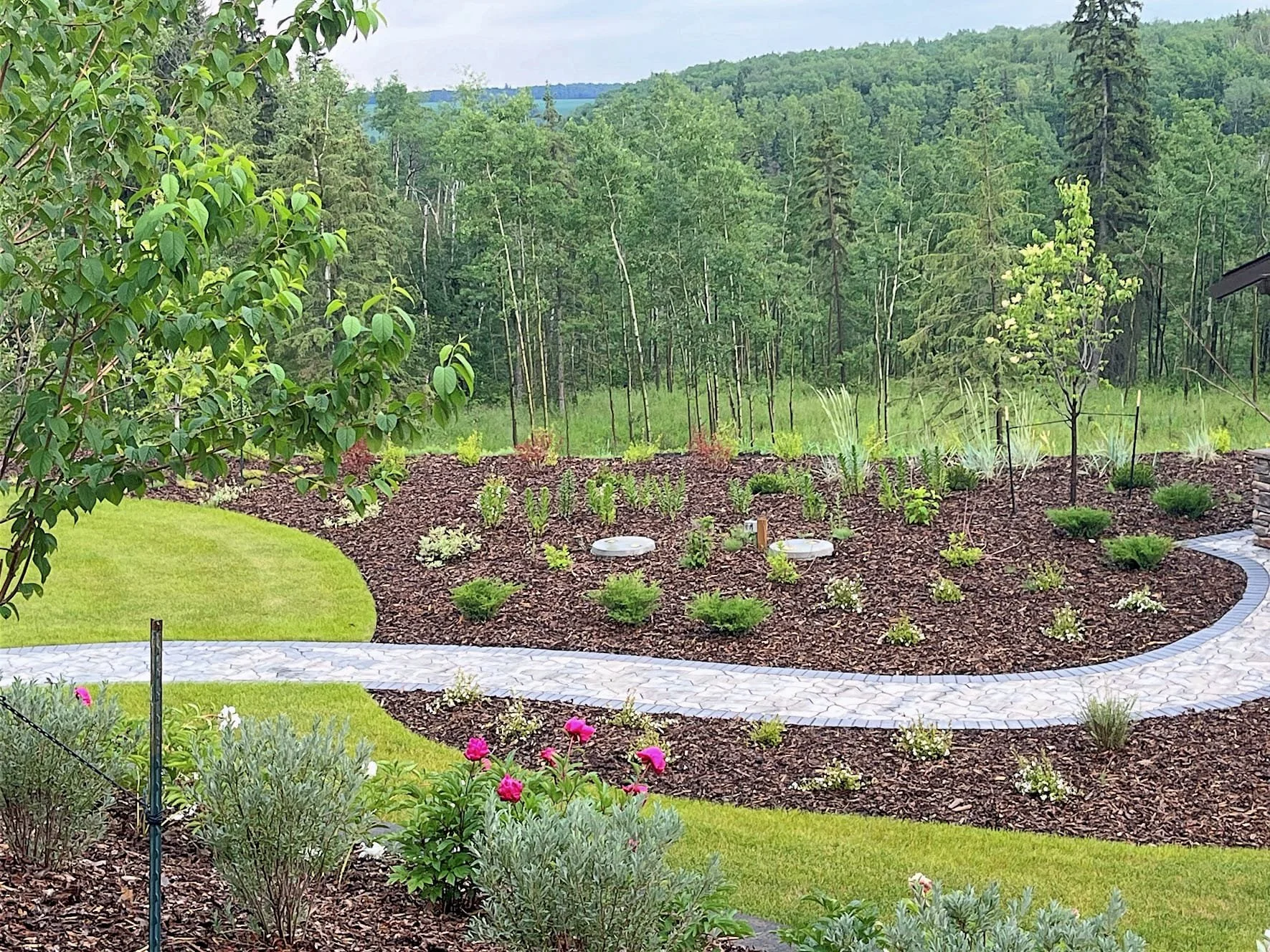 A landscaped garden with a stone pathway, small shrubs, and young trees, set against a wooded background of tall green trees.