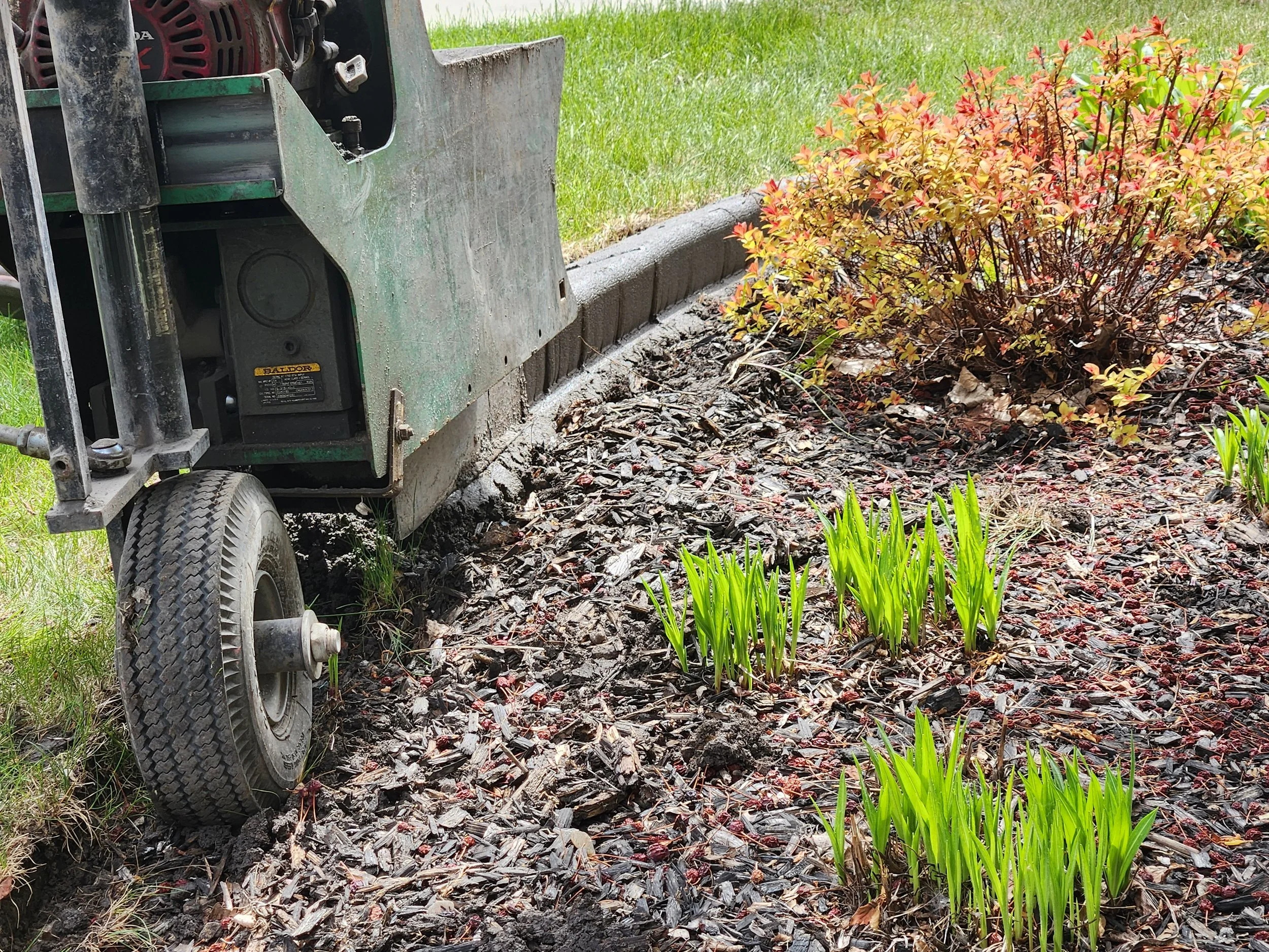 A walk-behind leaf blower used to mulch leaves in a garden bed with green grass and small shrubs