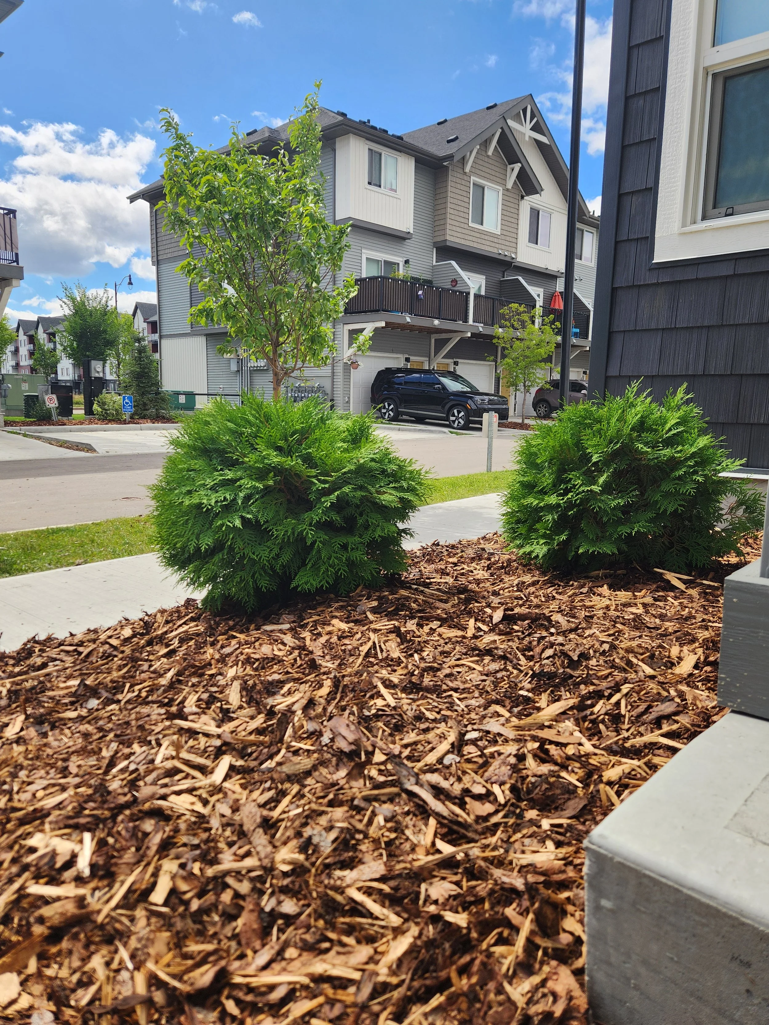 Two green bushes and a small tree outside in a residential neighborhood with multi-story houses, parked cars, and a blue sky with clouds.