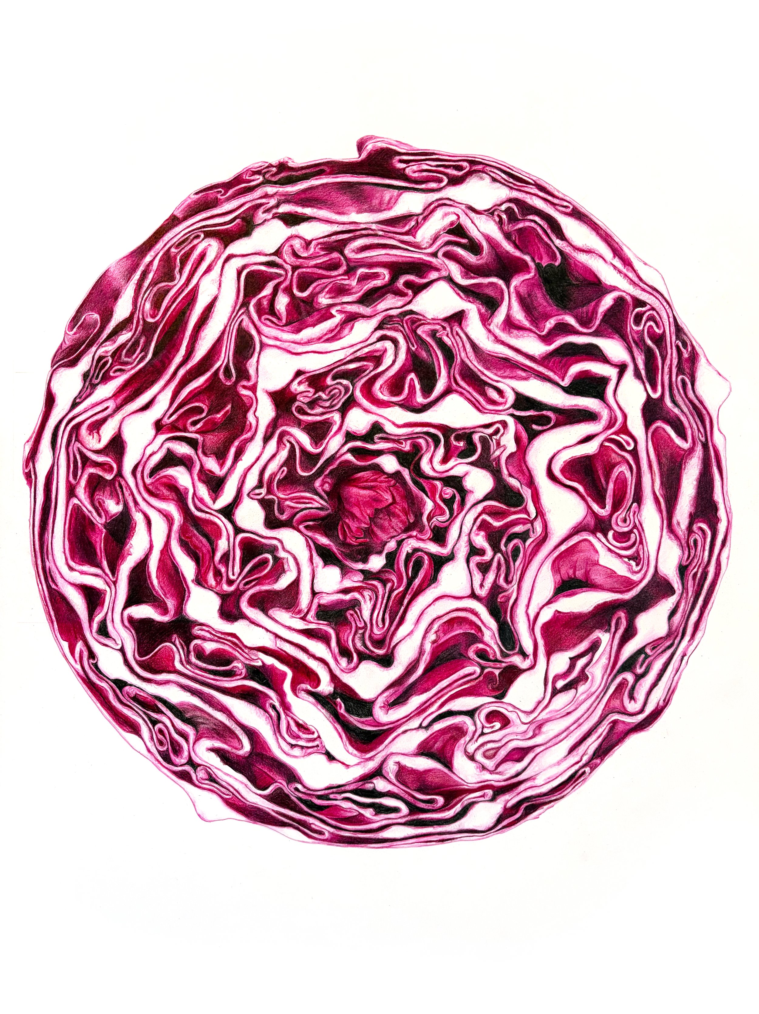 schwartz_cabbage63.jpg
