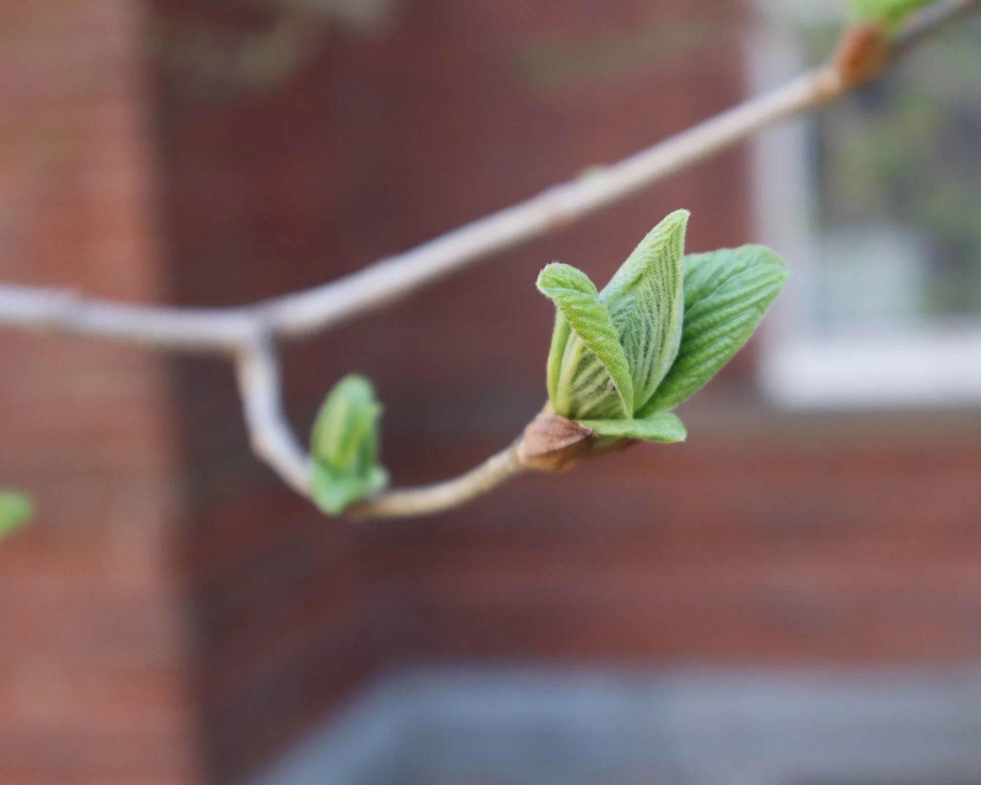 Close-up of green new leaves sprouting from a tree branch.