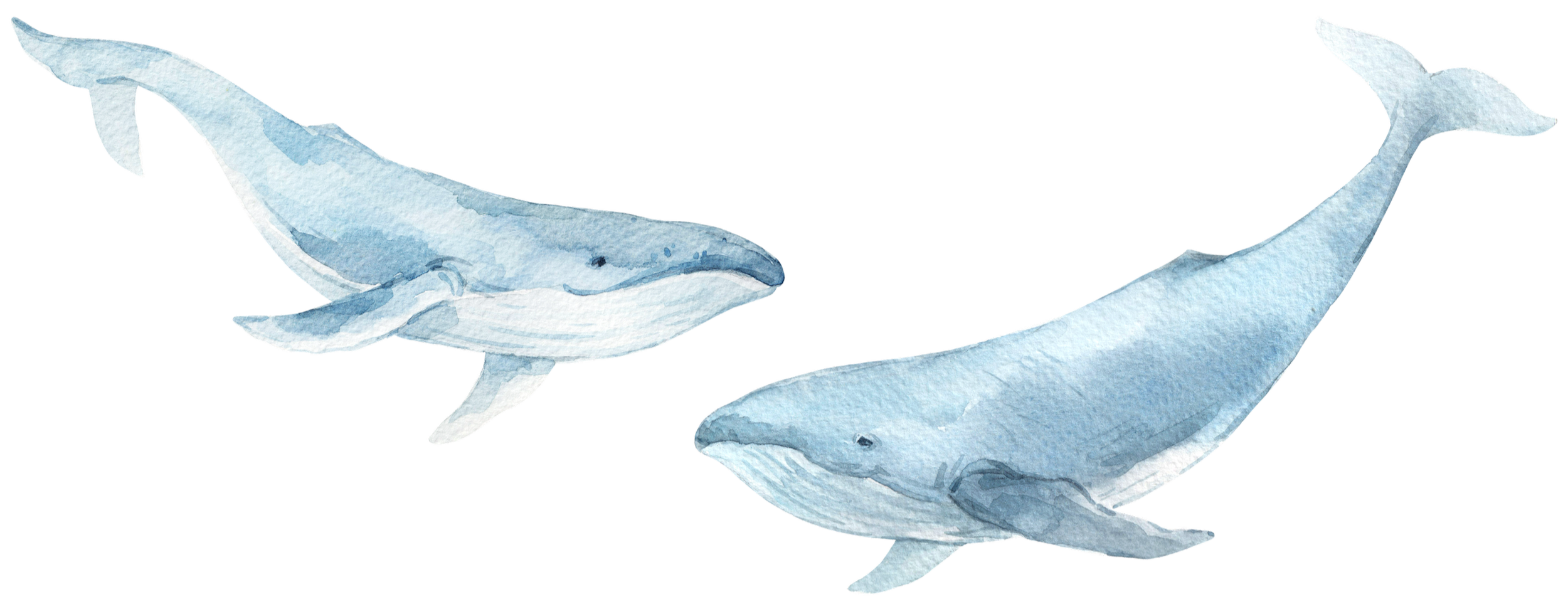 Watercolor illustration of two whales swimming in the ocean.