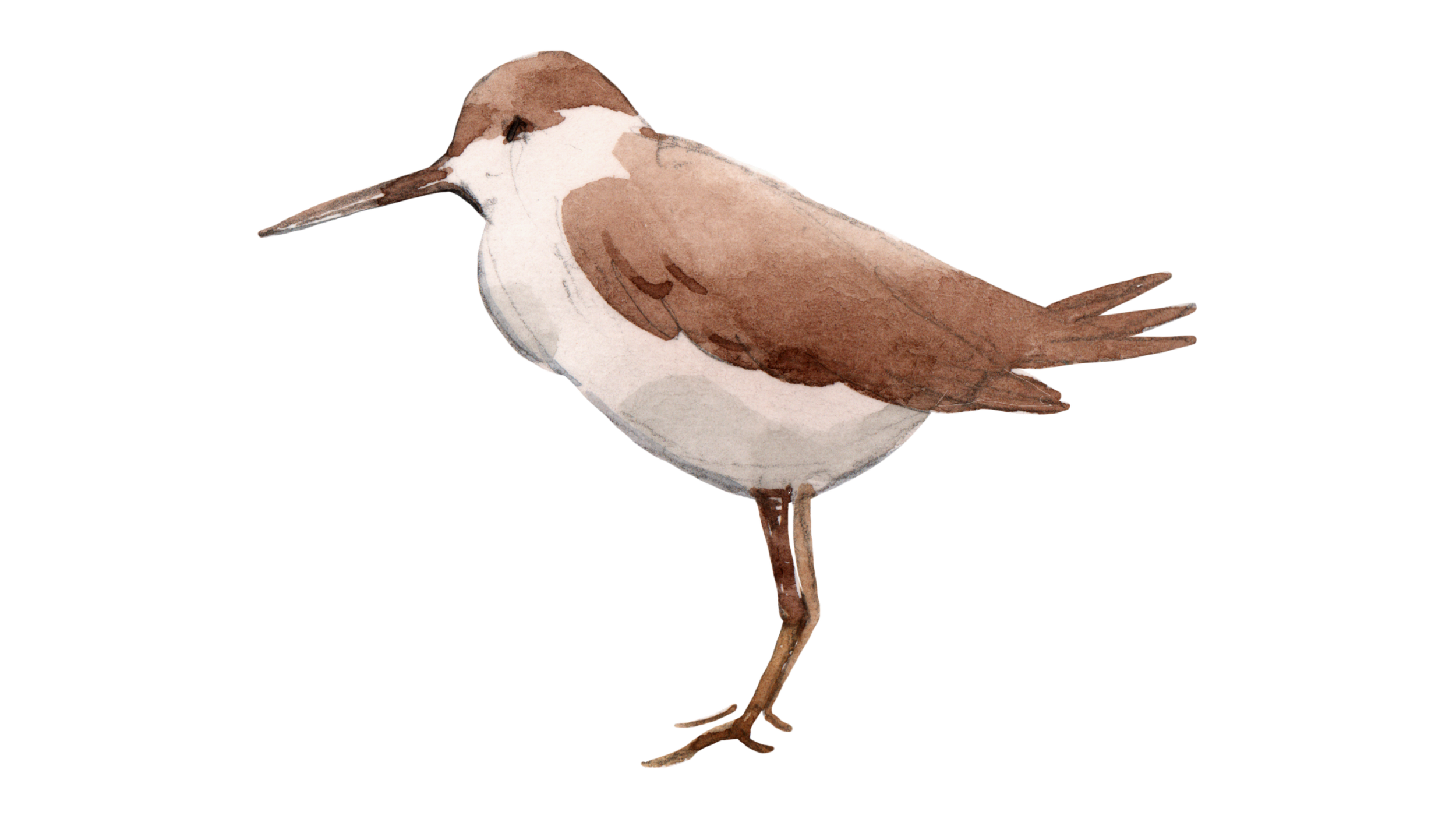Illustration of a brown and white bird standing on one leg, facing left.