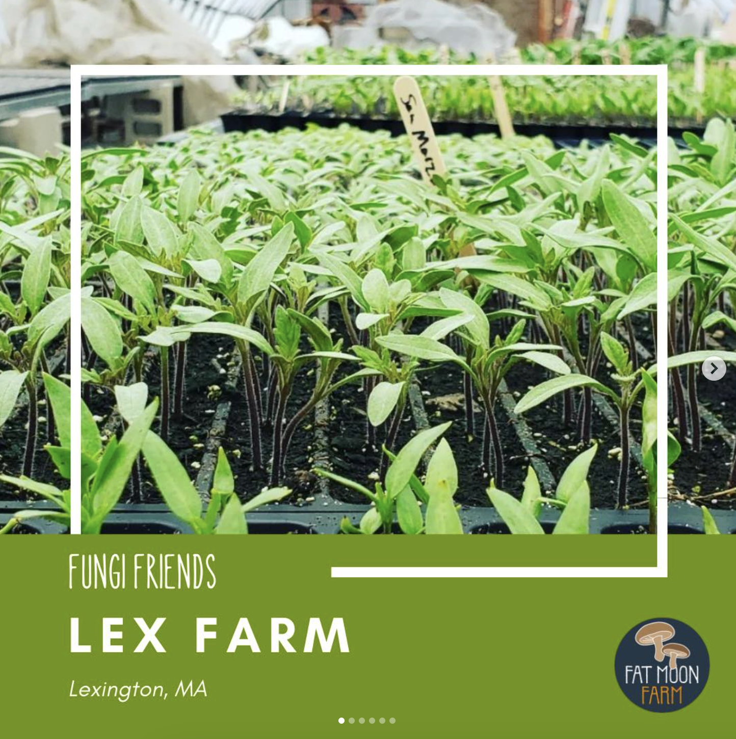 Tray of green seedlings growing in soil at Lex Farm in Lexington, MA, with a label reading 'S. Martin' and a logo for Fat Moon Farm.