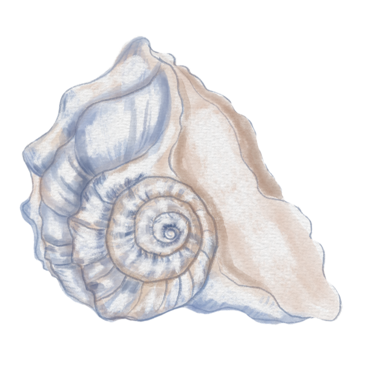 Watercolor illustration of a seashell, showing its spiral shape and textured surface.