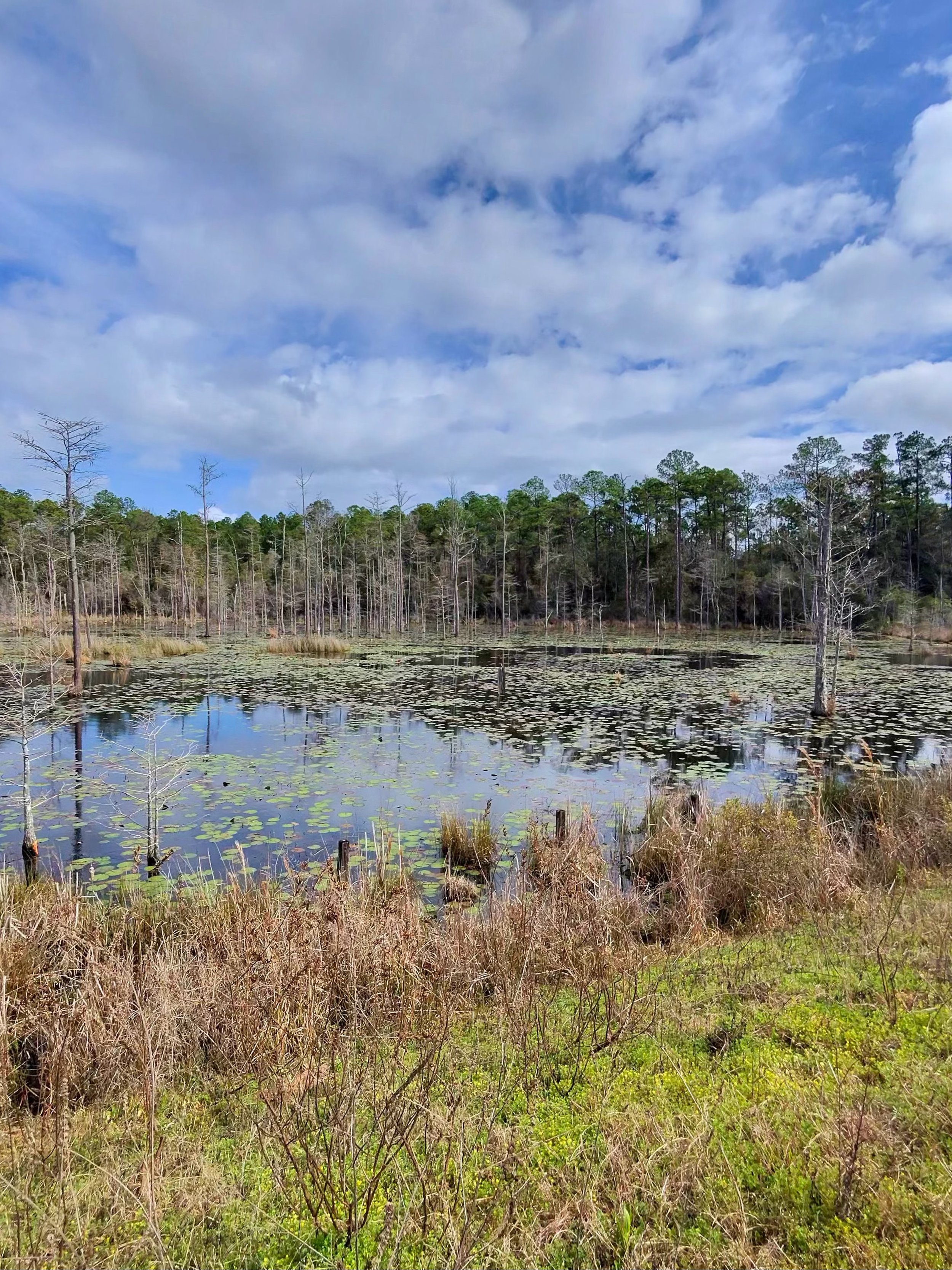 A wetland pond with lily pads and tall grasses, surrounded by leafless trees and a forested area under a partly cloudy sky.