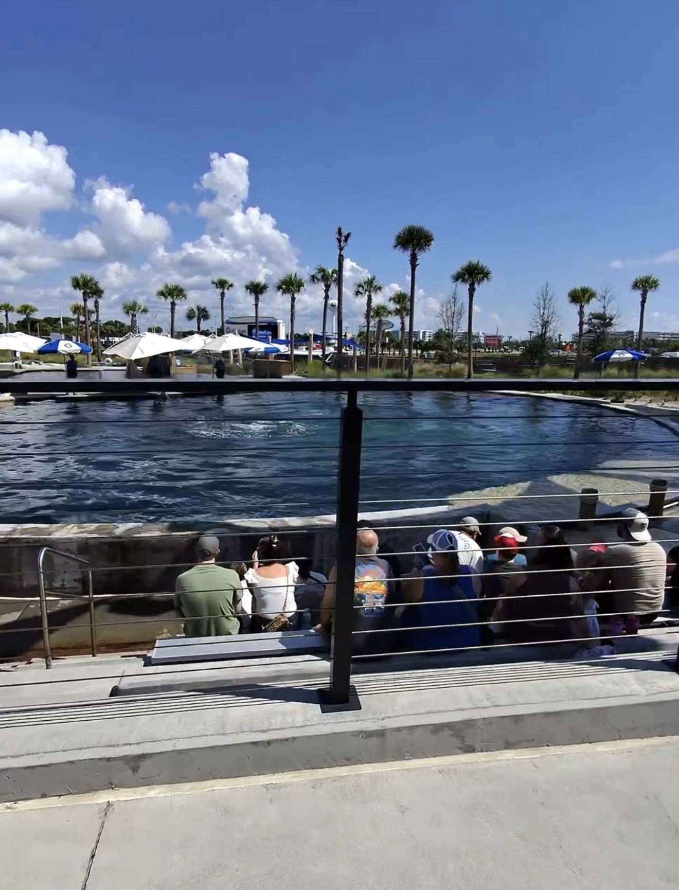 People sitting outdoors watching an aquatic show with a pool in front, surrounded by palm trees and blue sky with clouds.