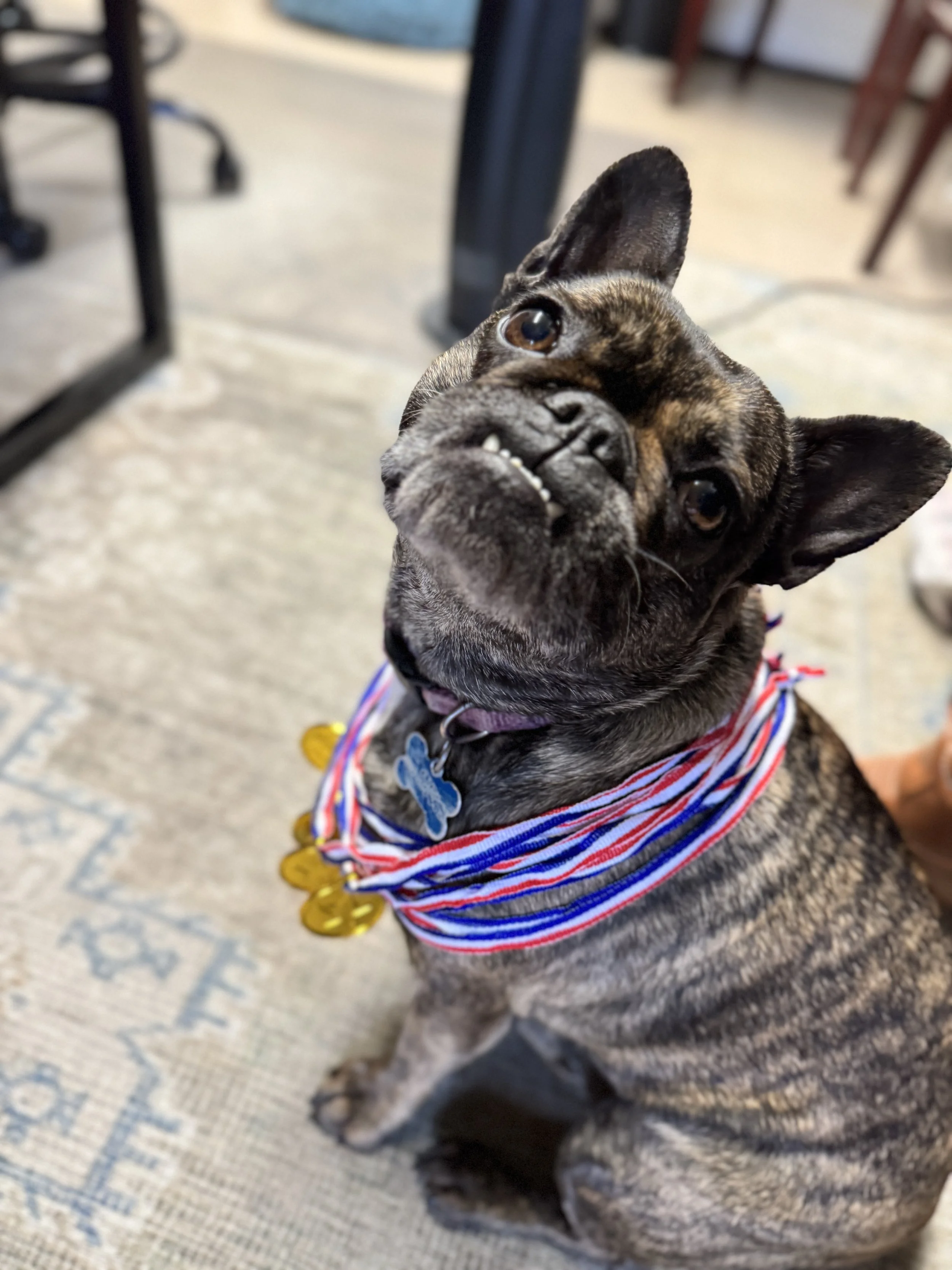 A French Bulldog wearing a red, white, and blue striped bandana with gold medals, sitting on a patterned floor indoors, looking up.