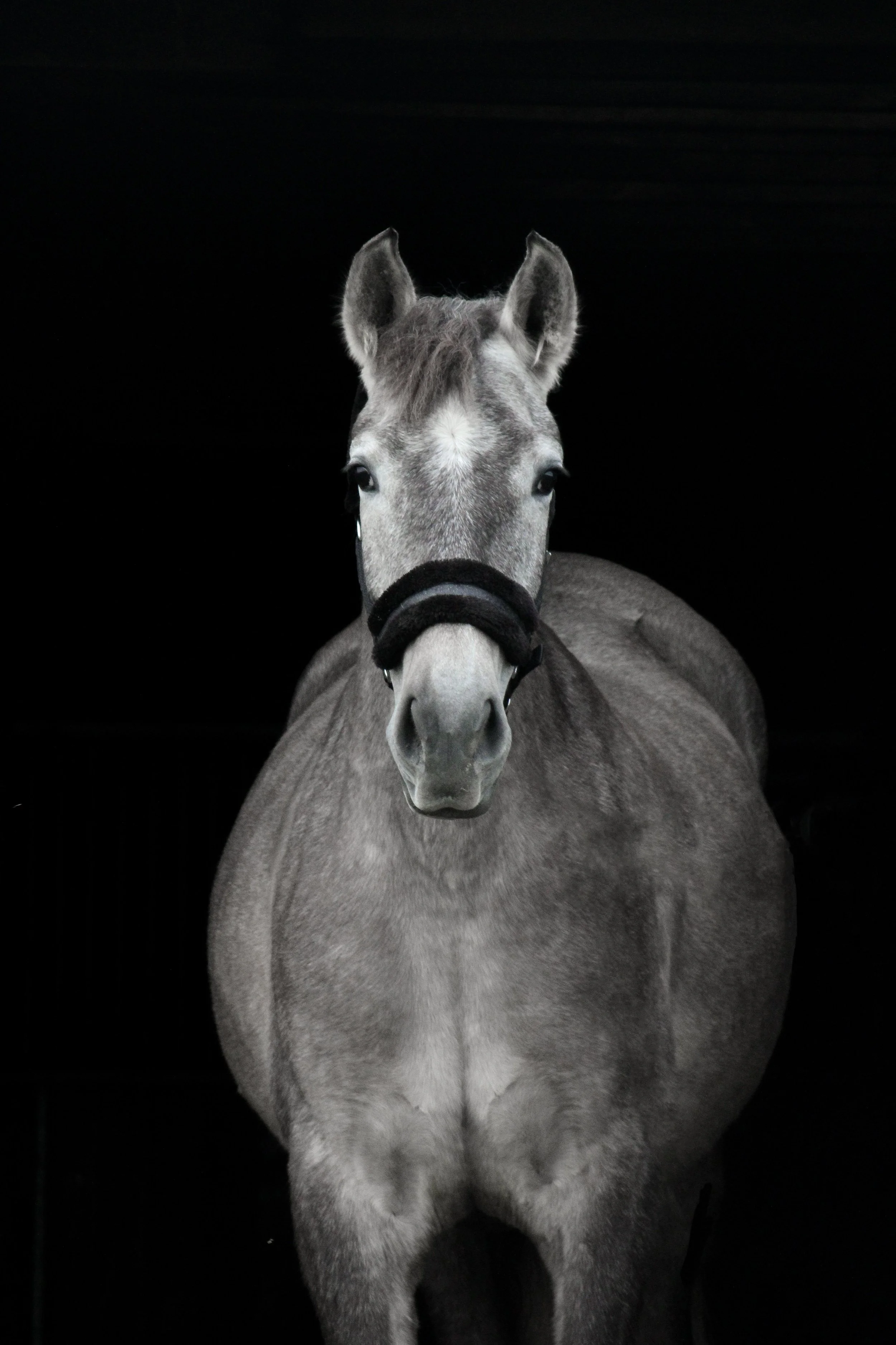Paarden