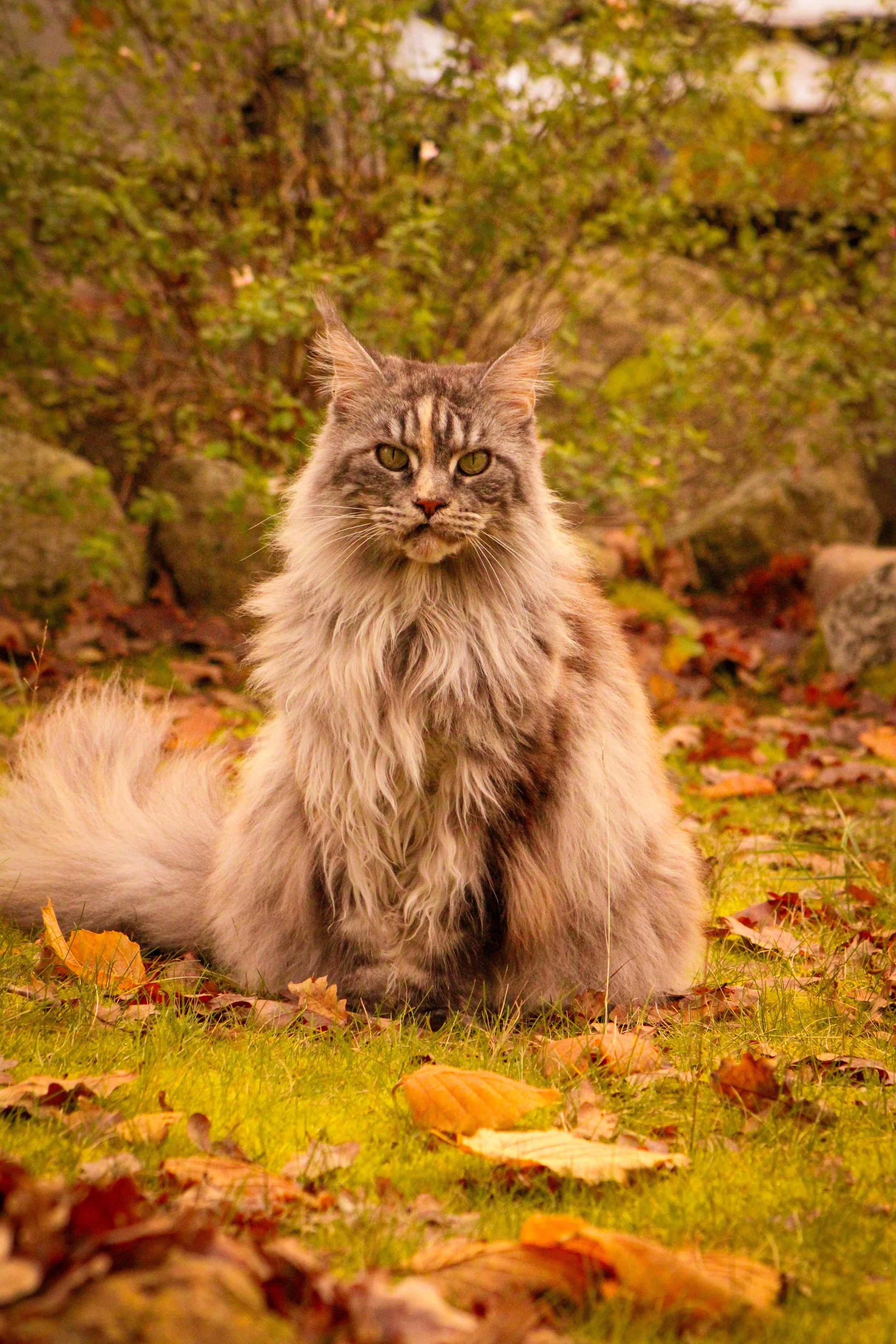 Katten