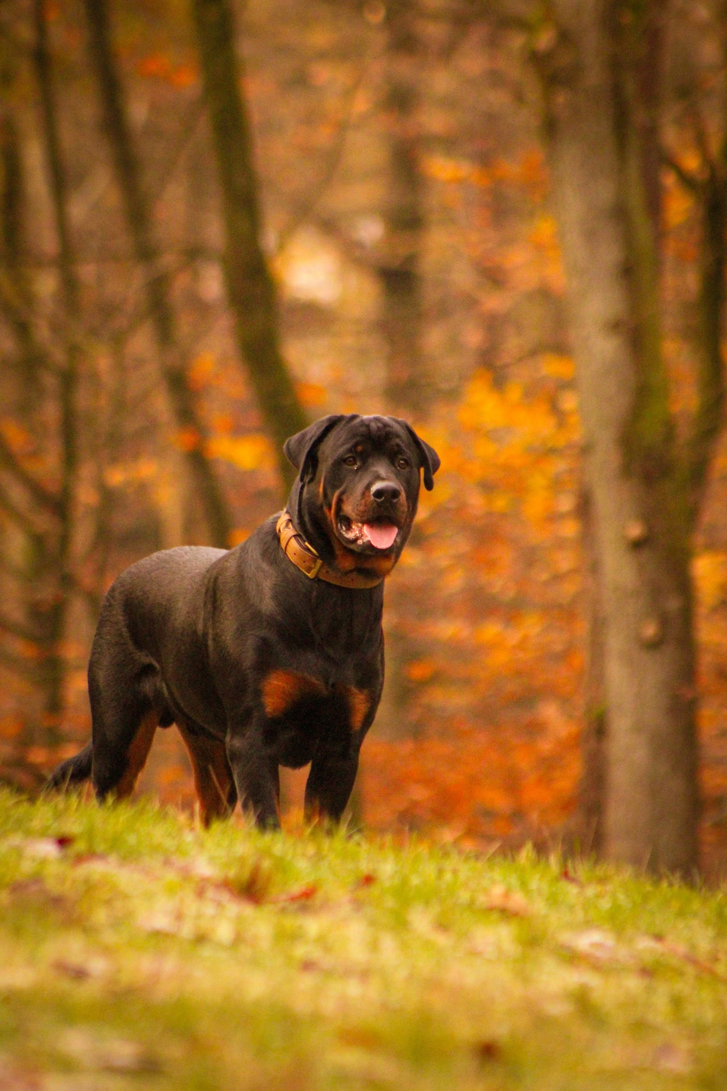 Honden