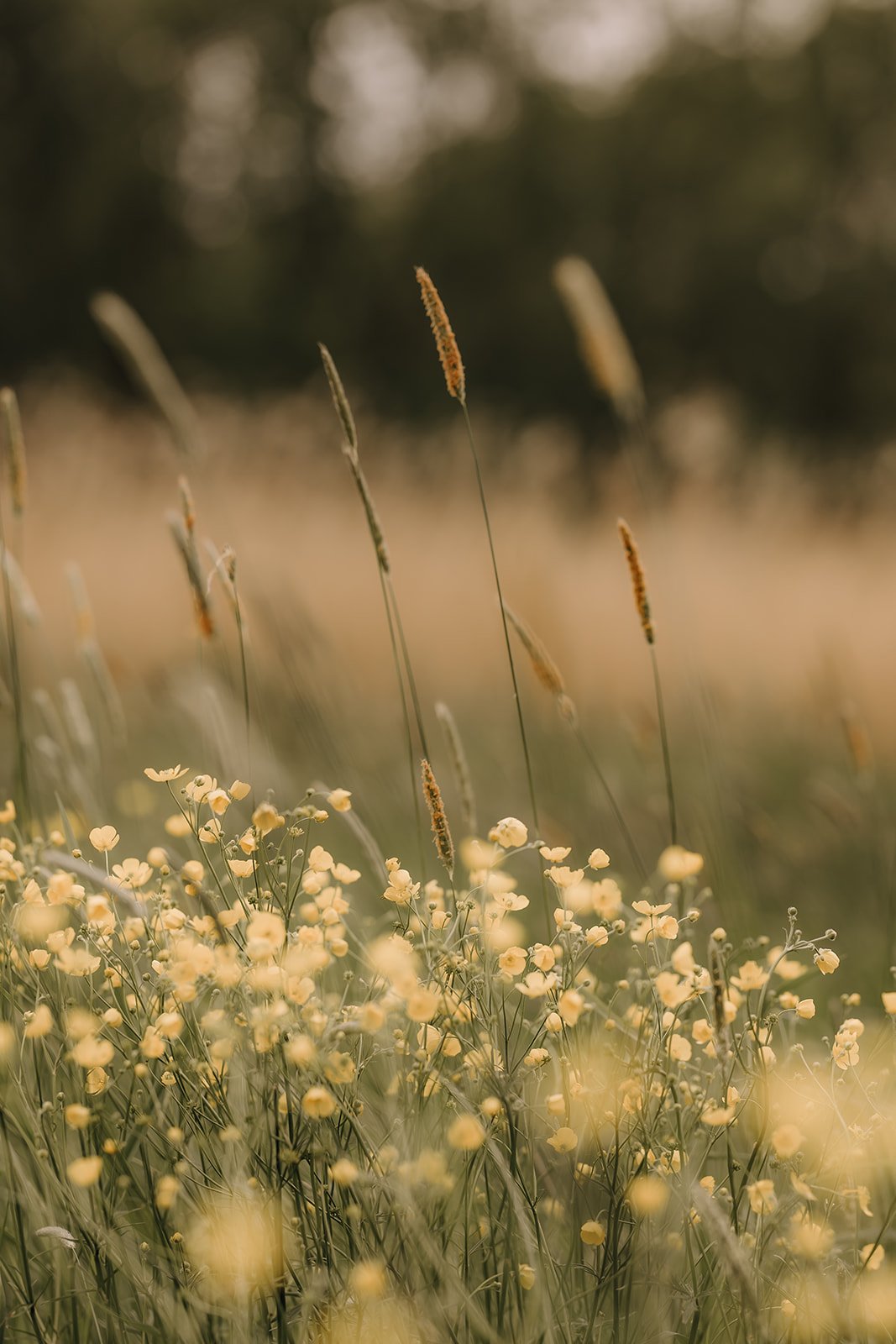 Wildflowers and tall grasses in a field with a blurred background of trees, captured during golden hour.