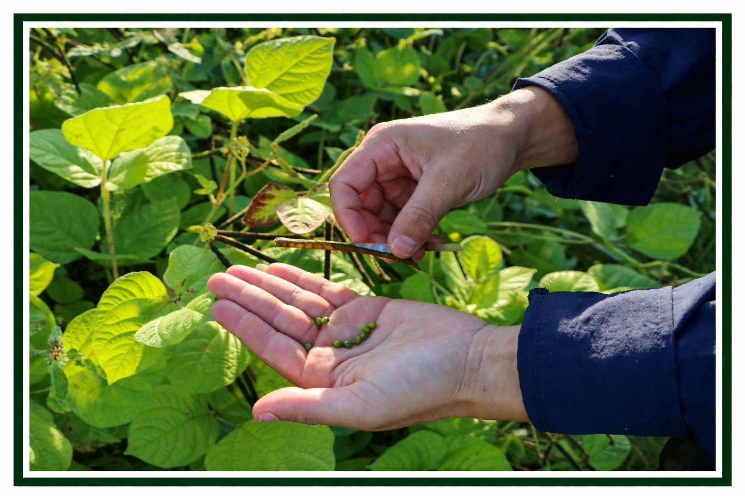 A worker examines the quality during the outdoor growing phase.
