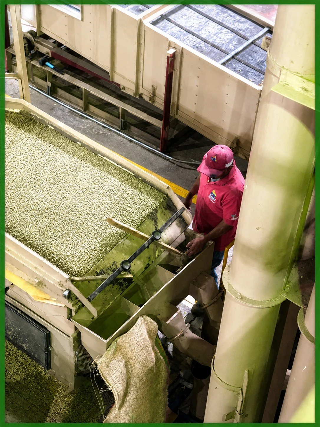 A QA worker collects a small quantity of beans off the processing line to check for quality.