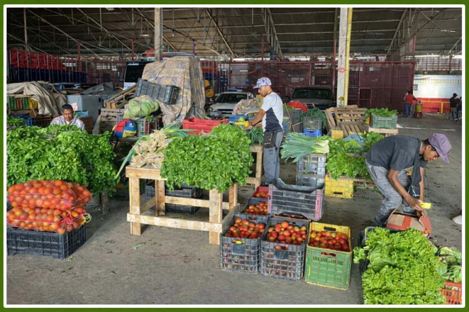 Farmers at a local market stall arranging fresh vegetables and tomatoes in baskets.