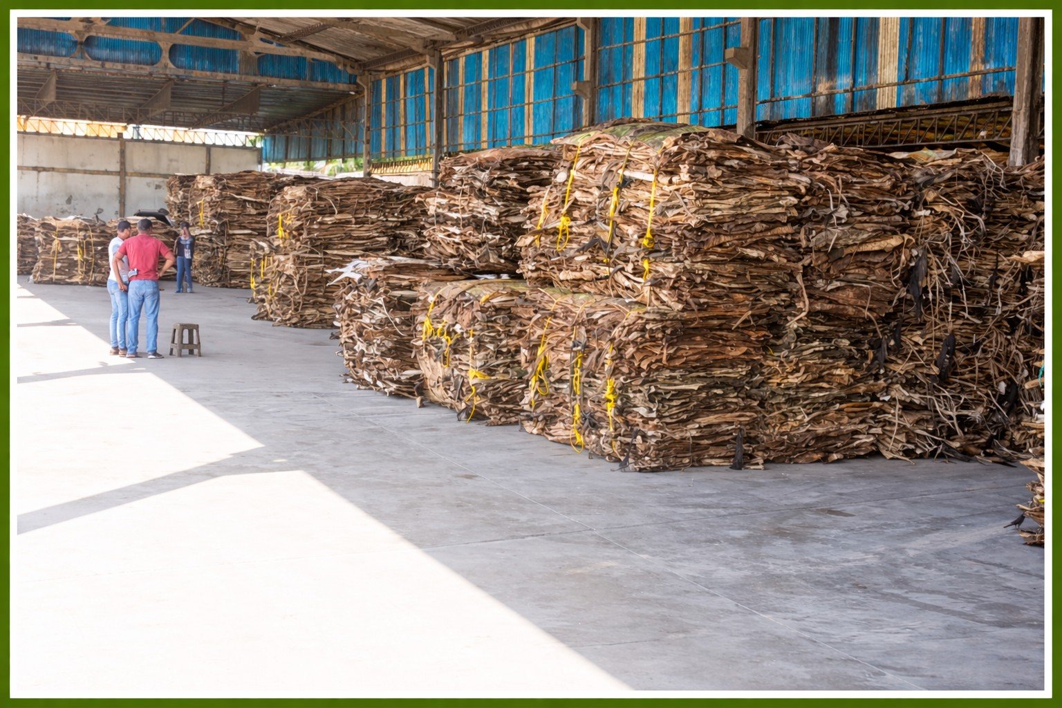 Stacks of dried hides in our ware house awaiting shipment