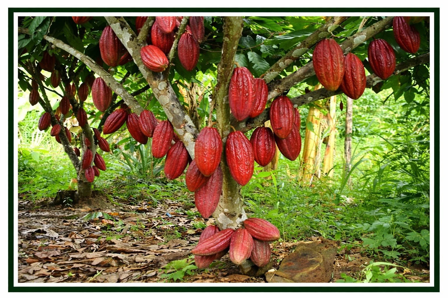 Cocoa tree with large red pods containing the beans growing directly on the tree trunk