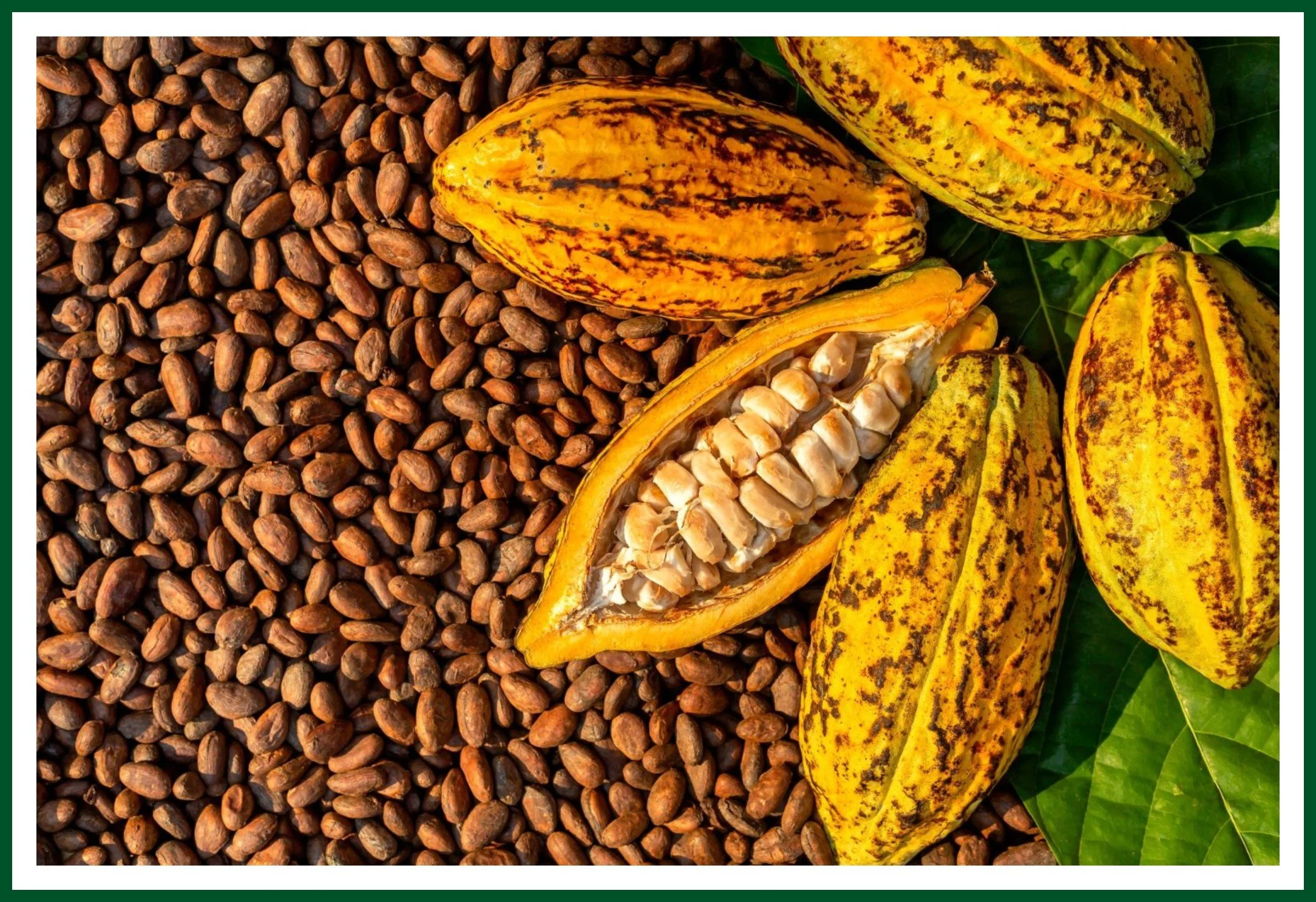 Cocoa beans and ripe cacao pods.