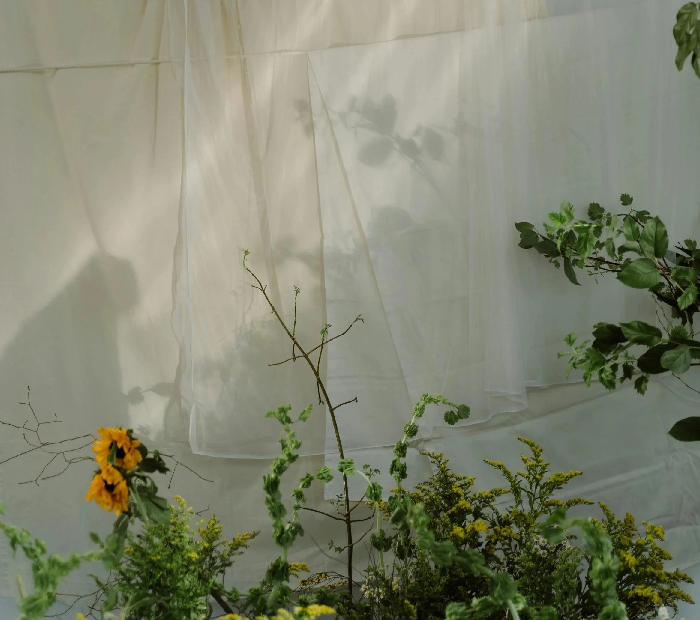 Various green plants and flowers in front of a white curtain with shadows of two chairs and a table visible through the fabric.