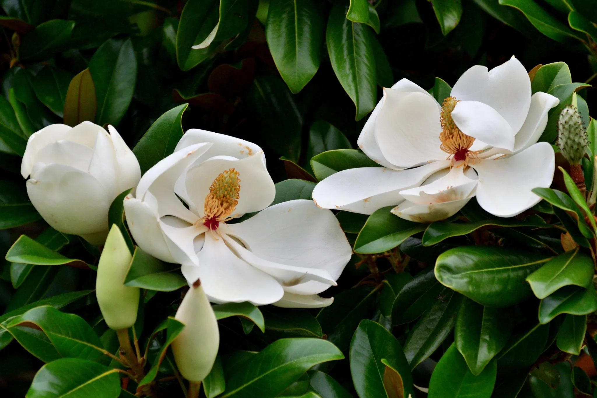 Close-up of white magnolia flowers with green leaves.