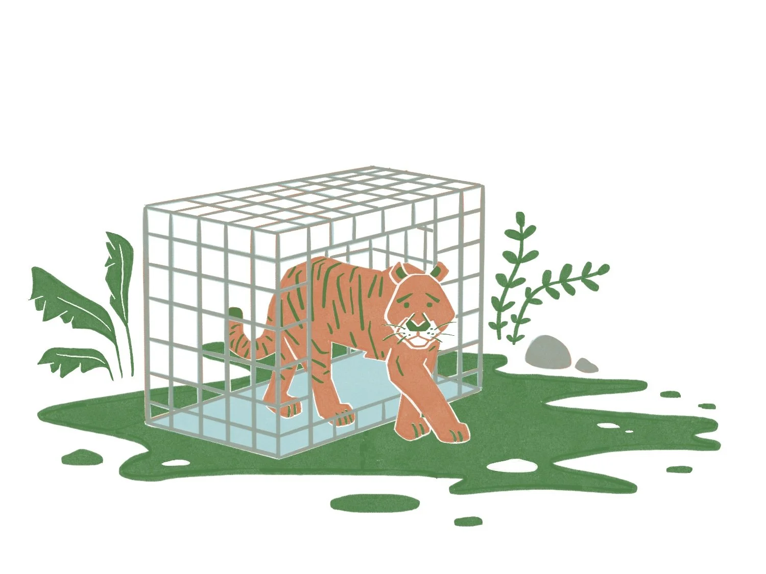 Tiger for Riso