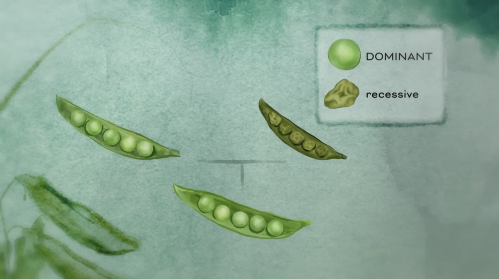 pea illustration sample