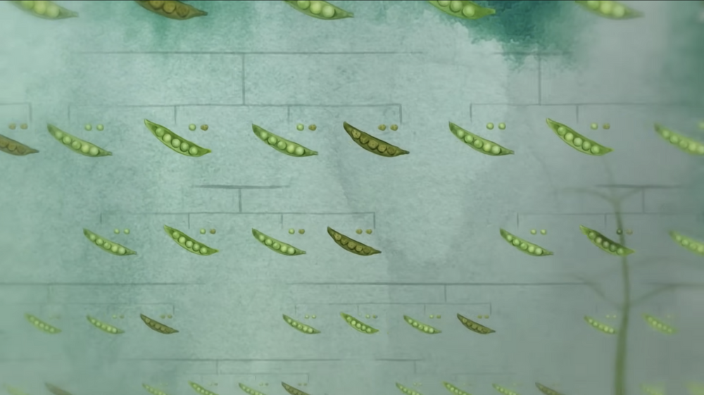 pea illustration sample