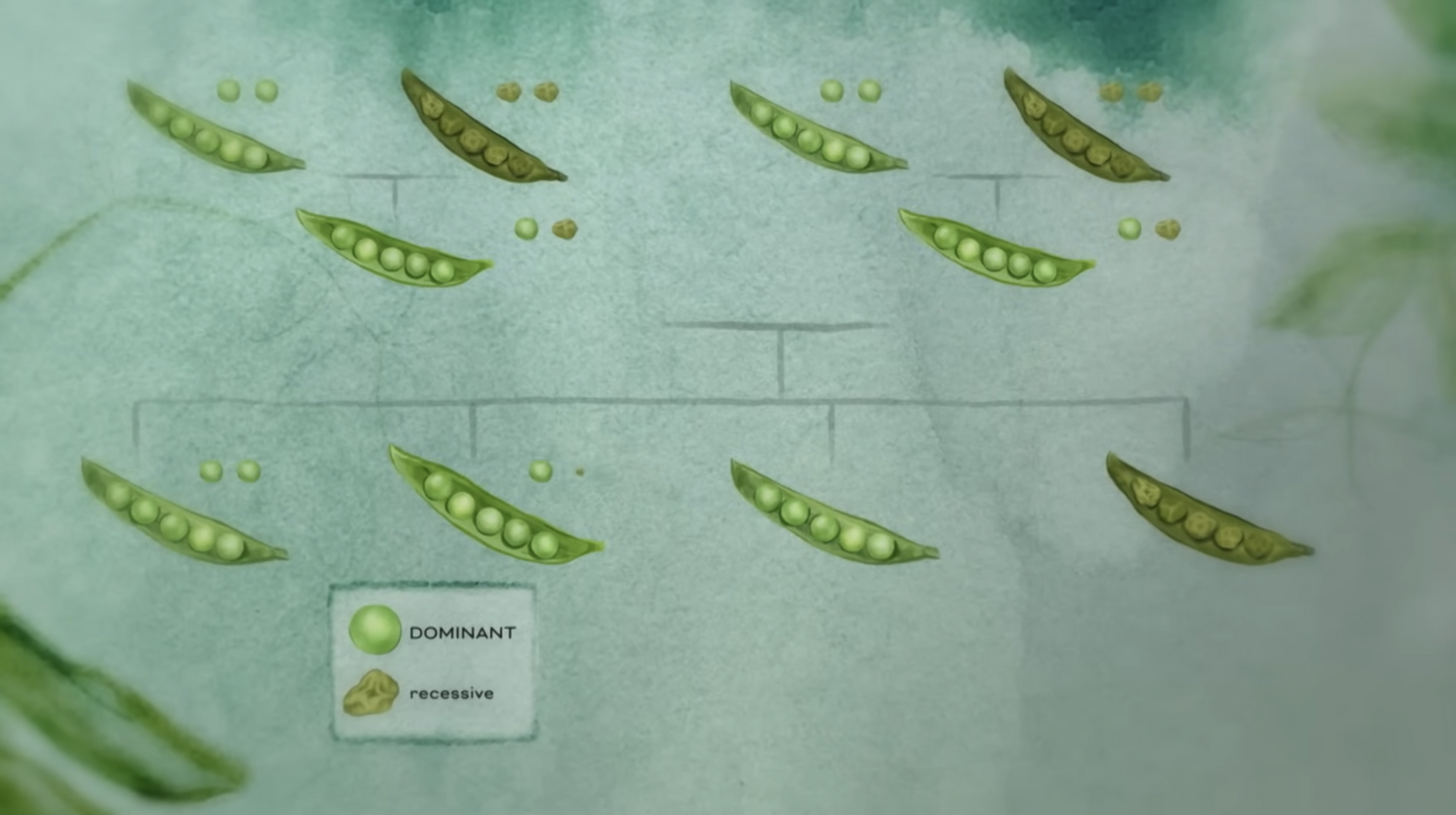 pea illustration sample