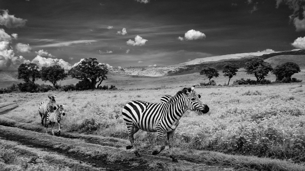Zebra Wildlife Photography