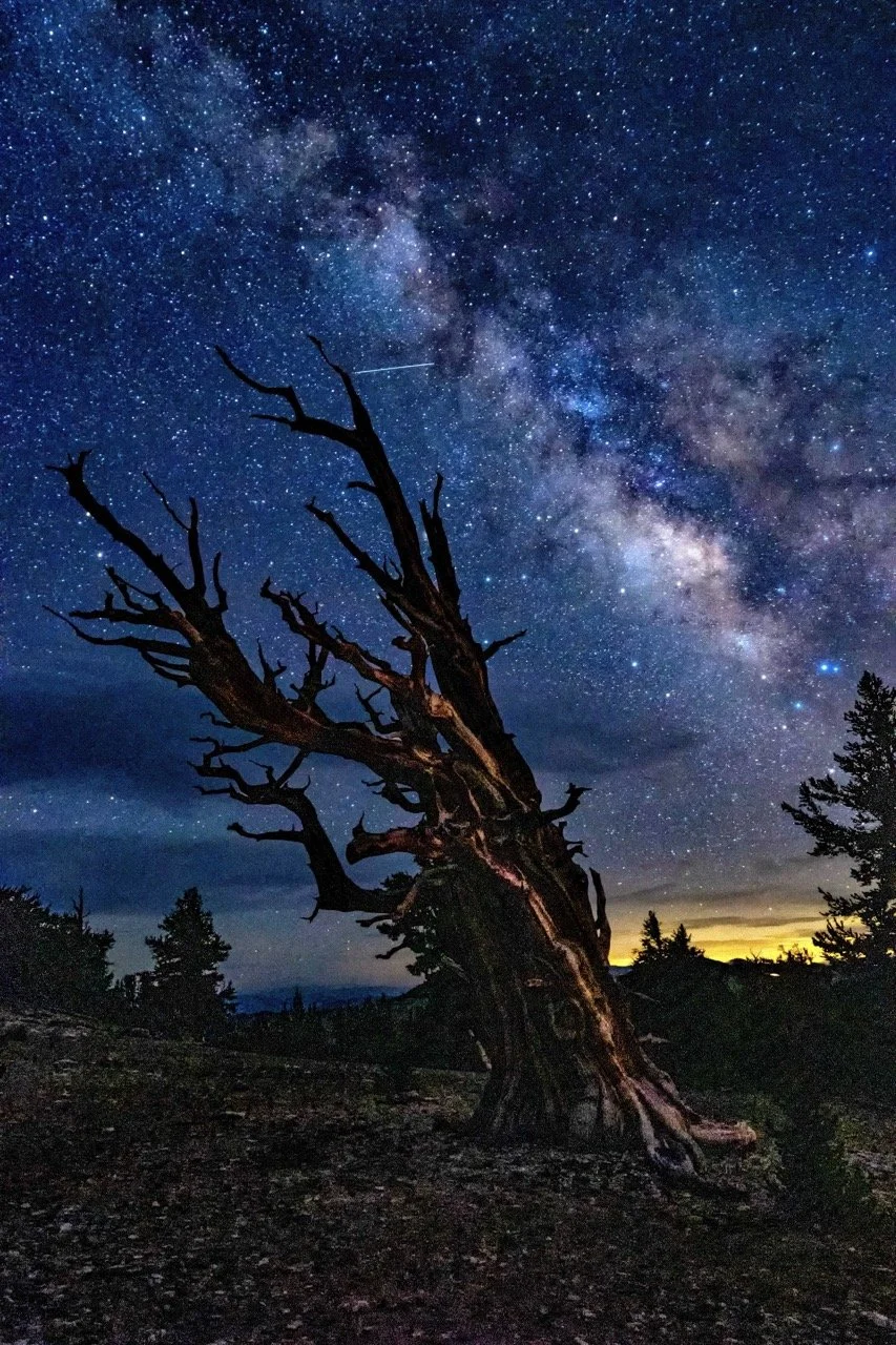 brisslecone mikey way-2 Large.jpeg