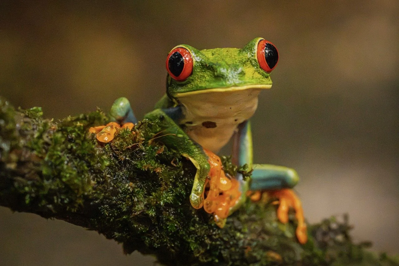 20251108-_A746634green red eye frog l Large.jpeg