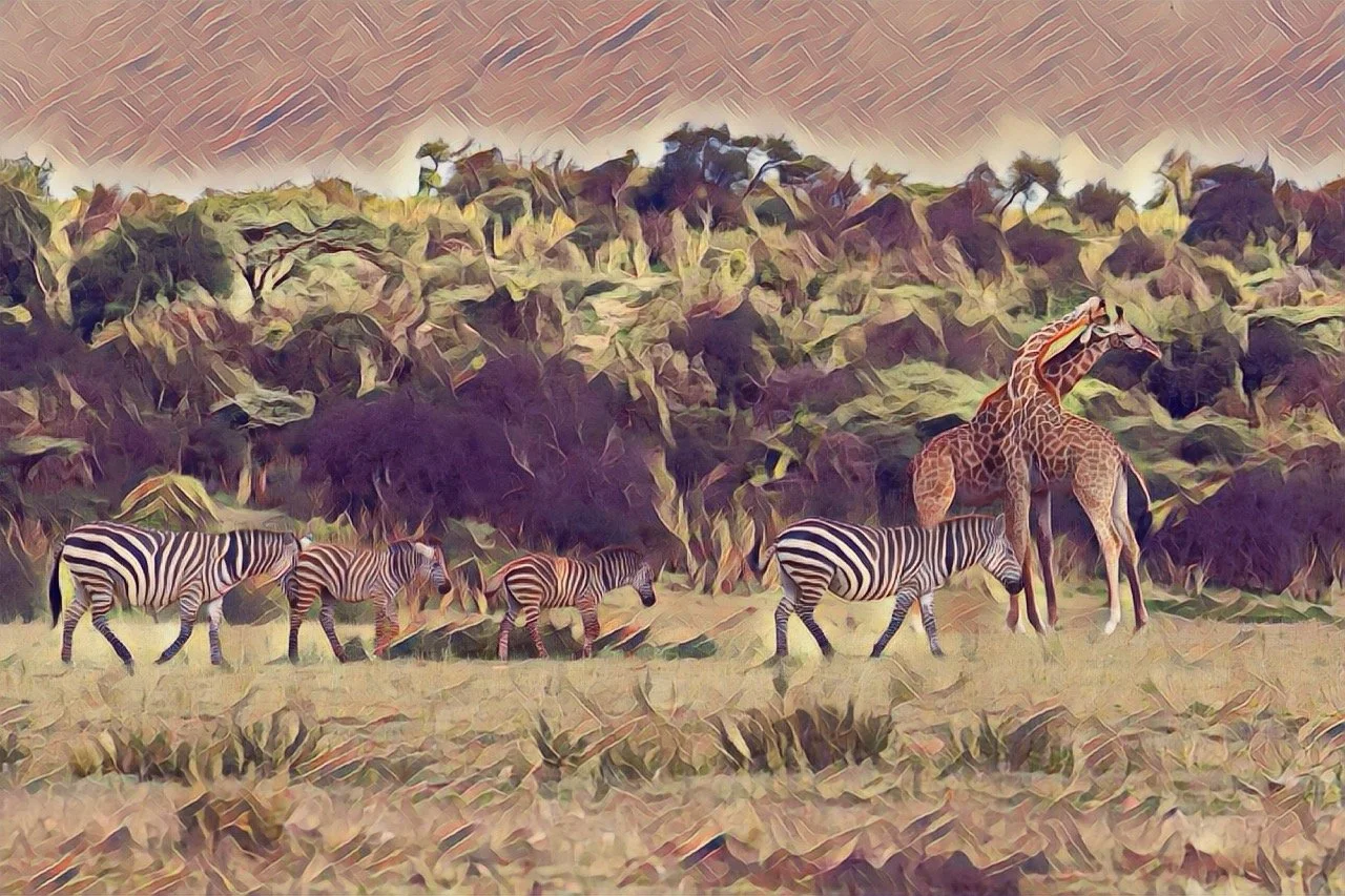 girfa zebra high epoch Large.jpeg