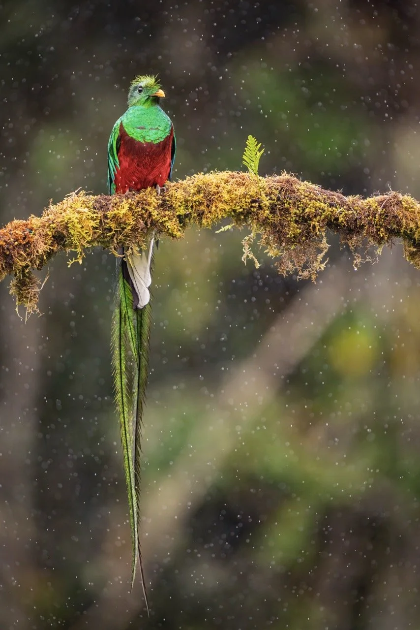 Resplendent Quetzal Perching in the Rain-108051 Large.jpeg