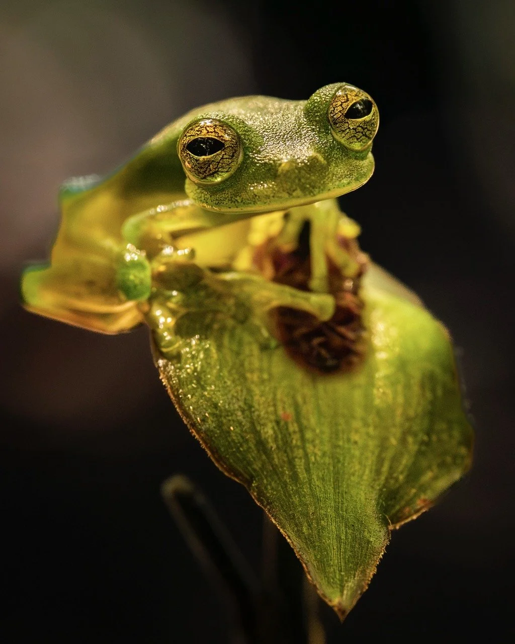 Tree Frog Macro Photography