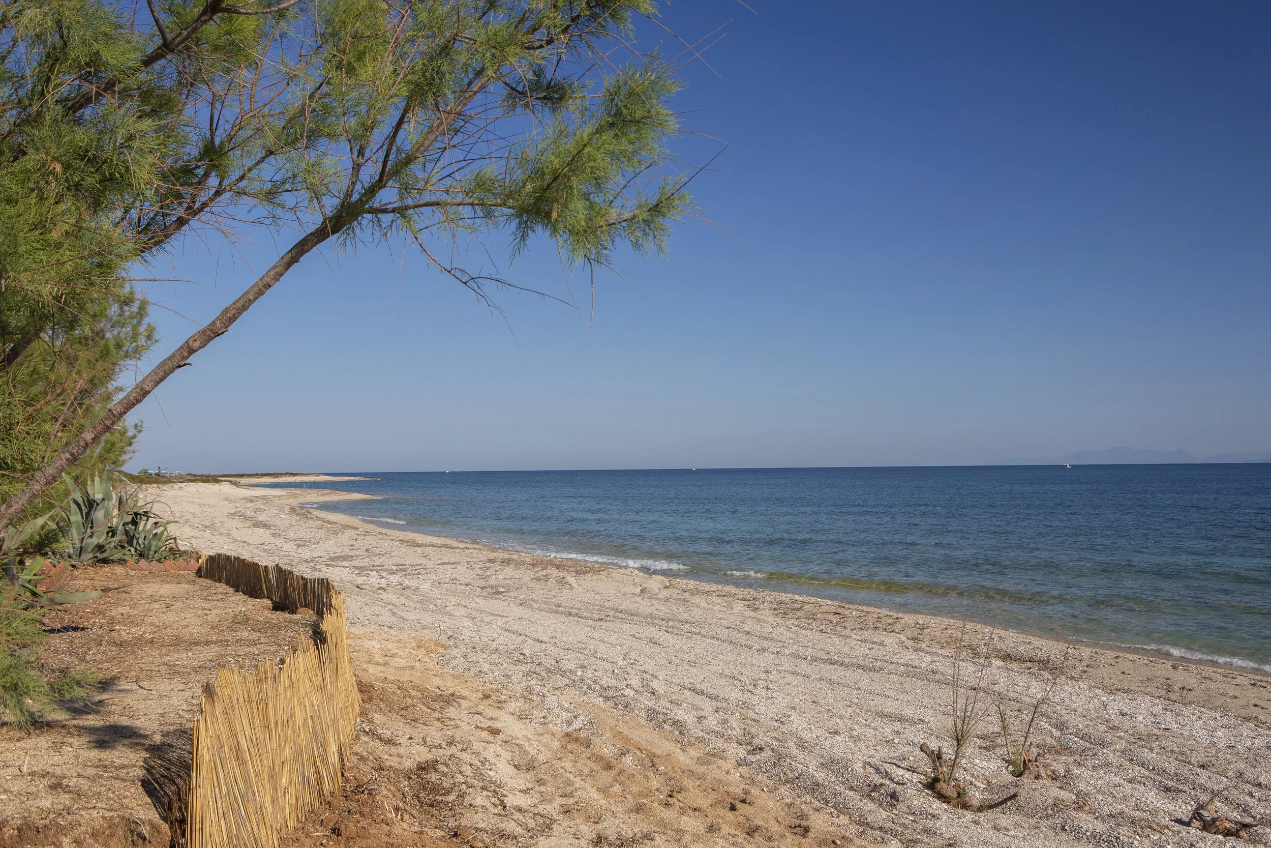 A sandy beach with a tree leaning over the shoreline, calm blue ocean water, and a clear blue sky with a few small boats in the distance.