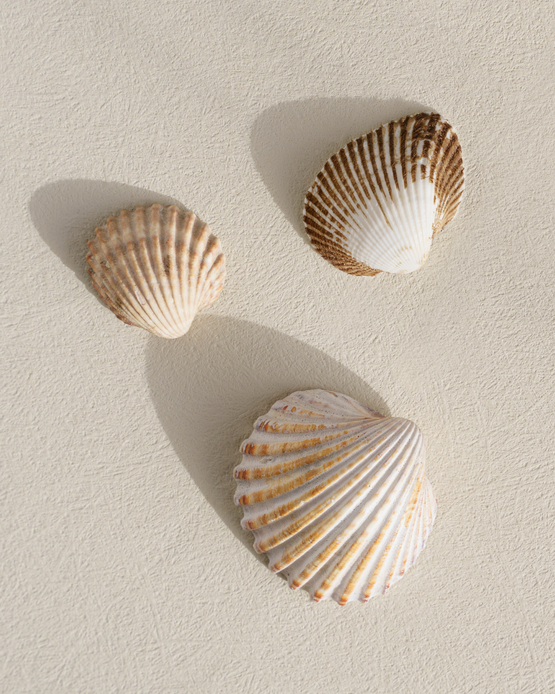 Three scallop shells on a textured white surface with shadows.