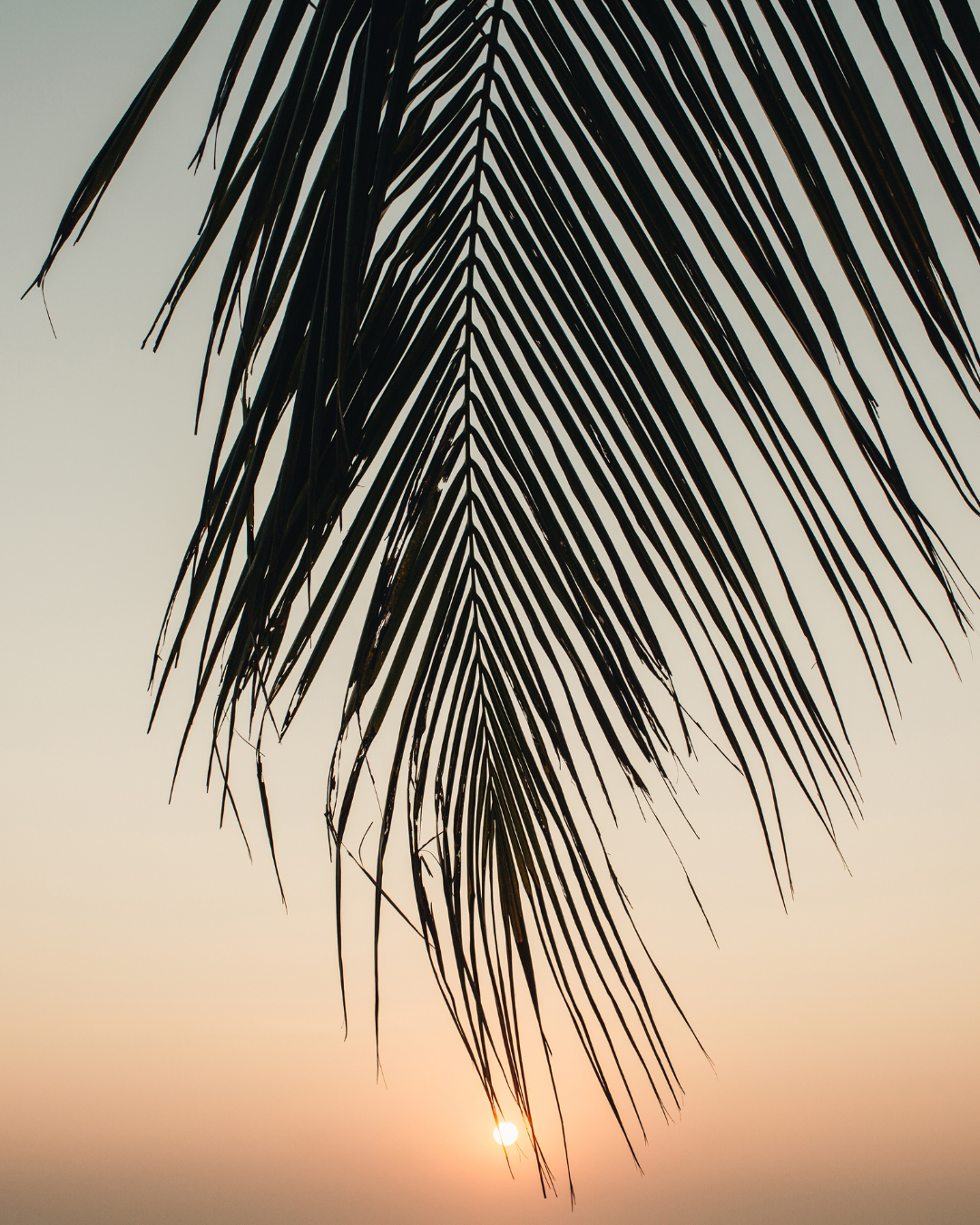 Silhouette of a palm tree branch with the sun setting in the background.