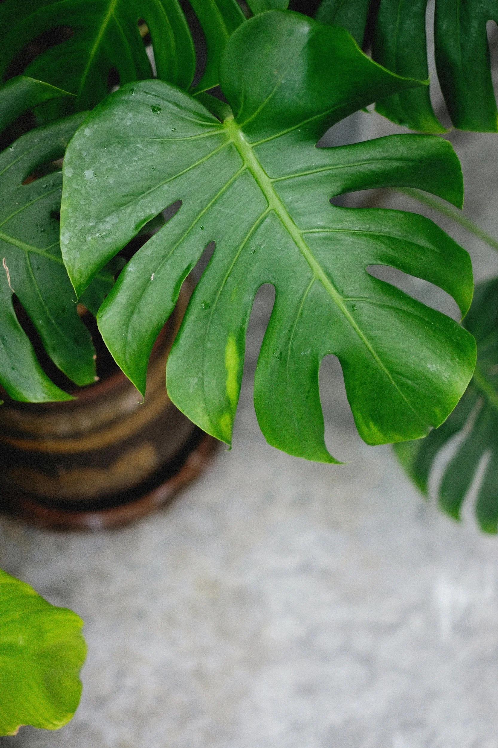 monstera plant in a gold pot for luxury real estate staging Clearwater FL