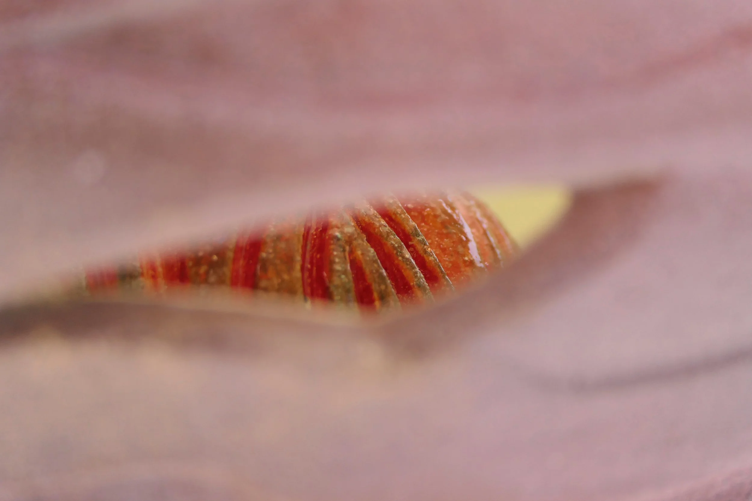 Held safely at the centre, waiting to be seen.