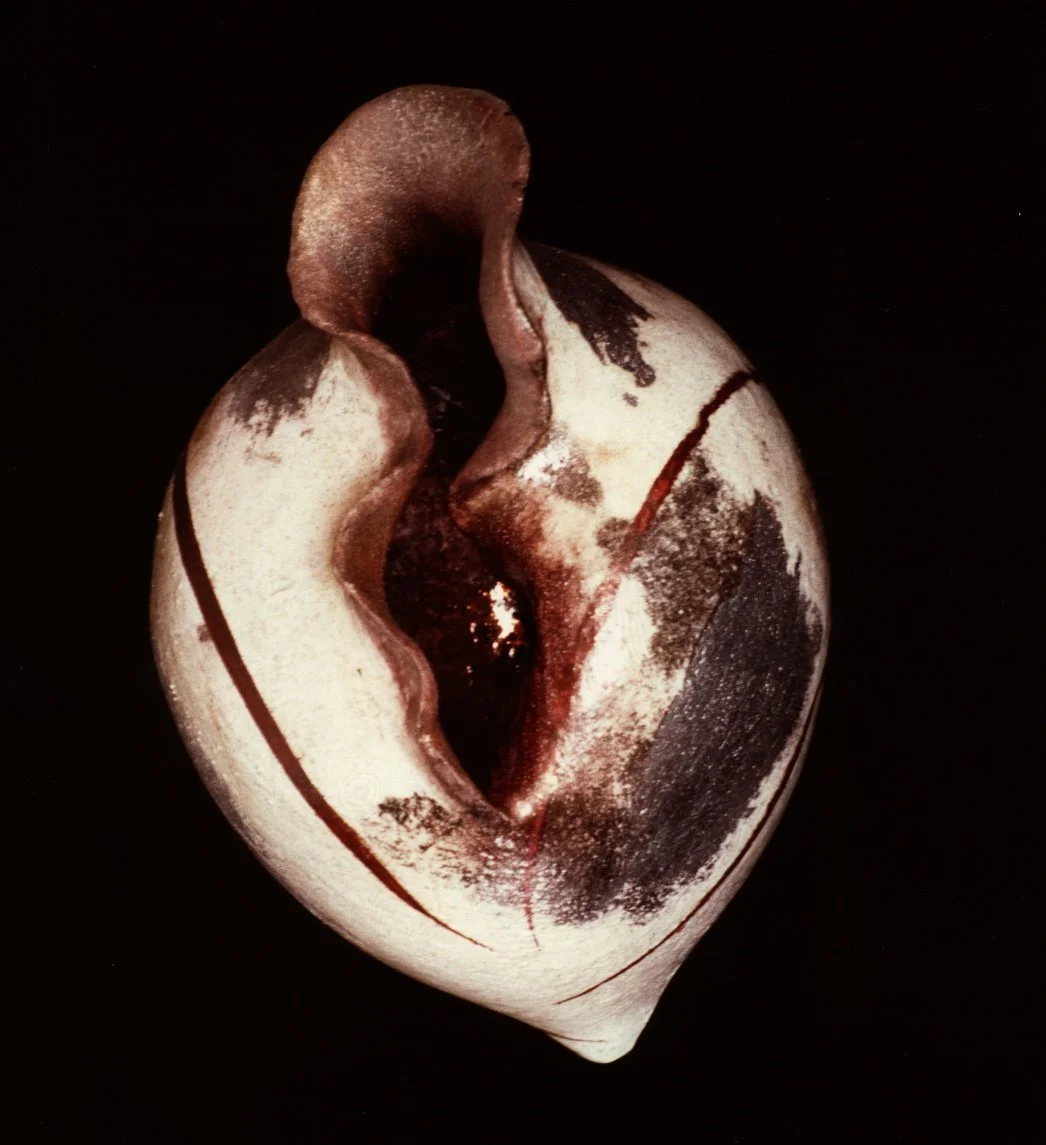 Again
A form shaped through cycles—reflecting return, repetition, and resilience.