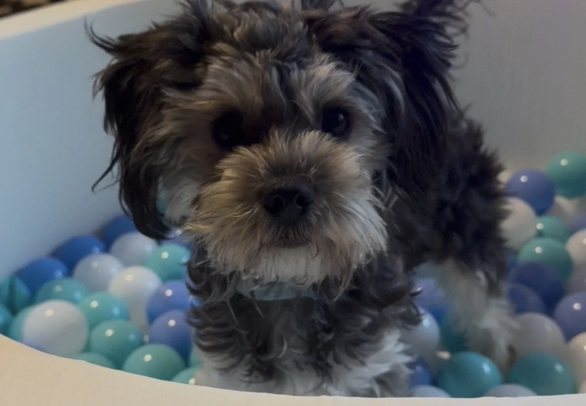 A cute puppy standing in a ball pit filled with blue, white, and light blue plastic balls.