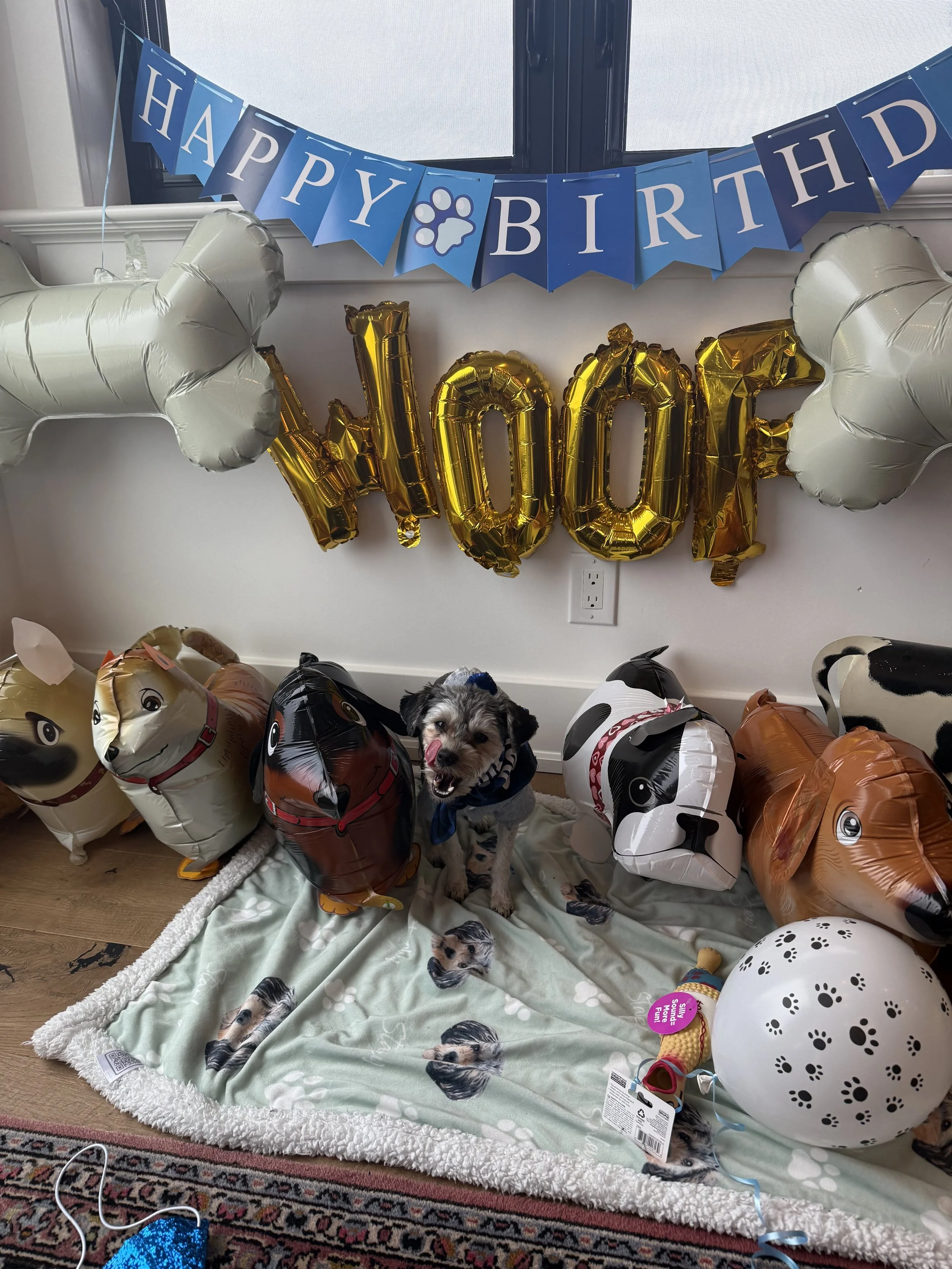 Dog sitting on a blanket surrounded by various animal-shaped balloons, with a