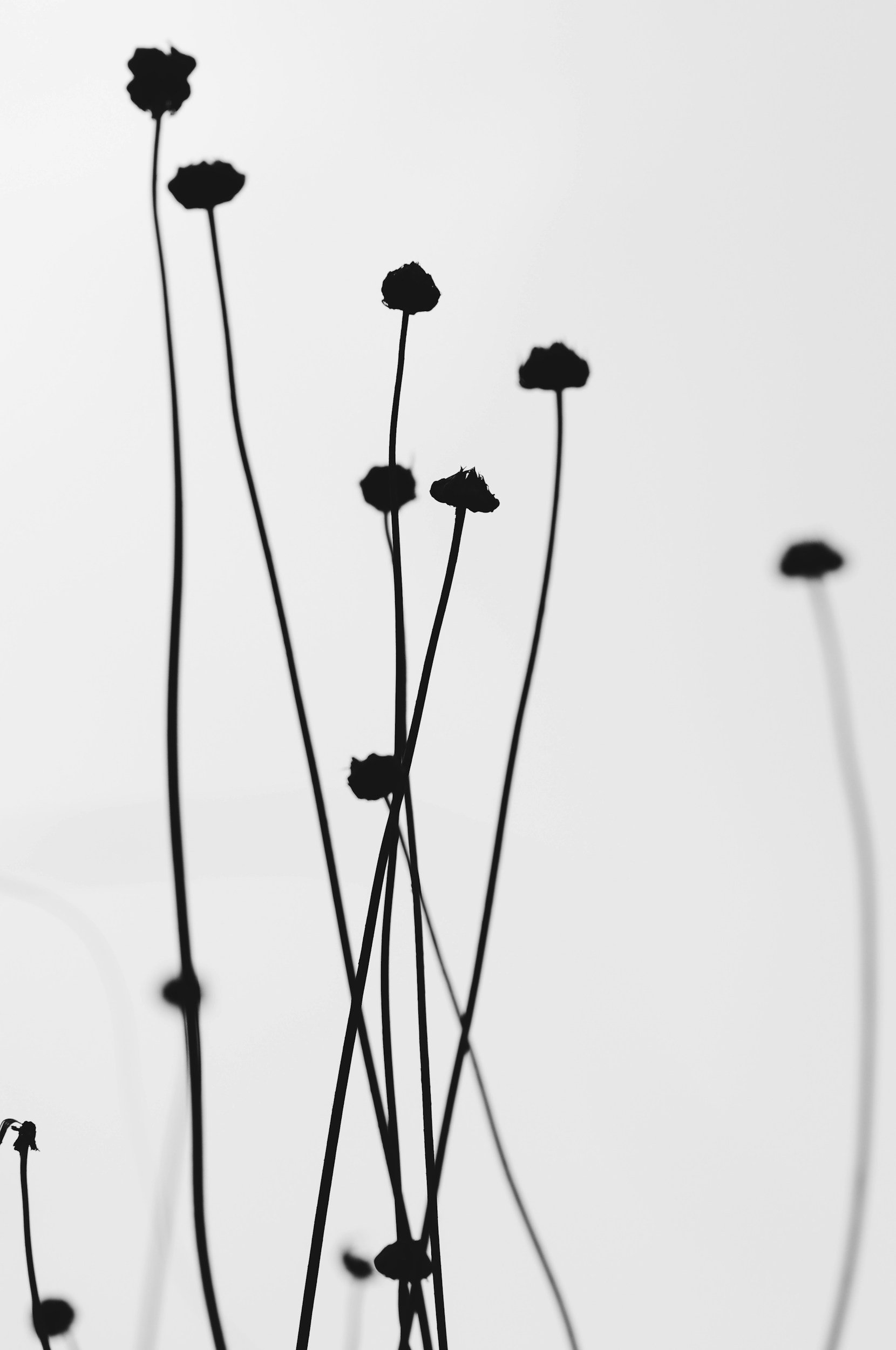 Silhouettes of dried wildflowers against a light background.