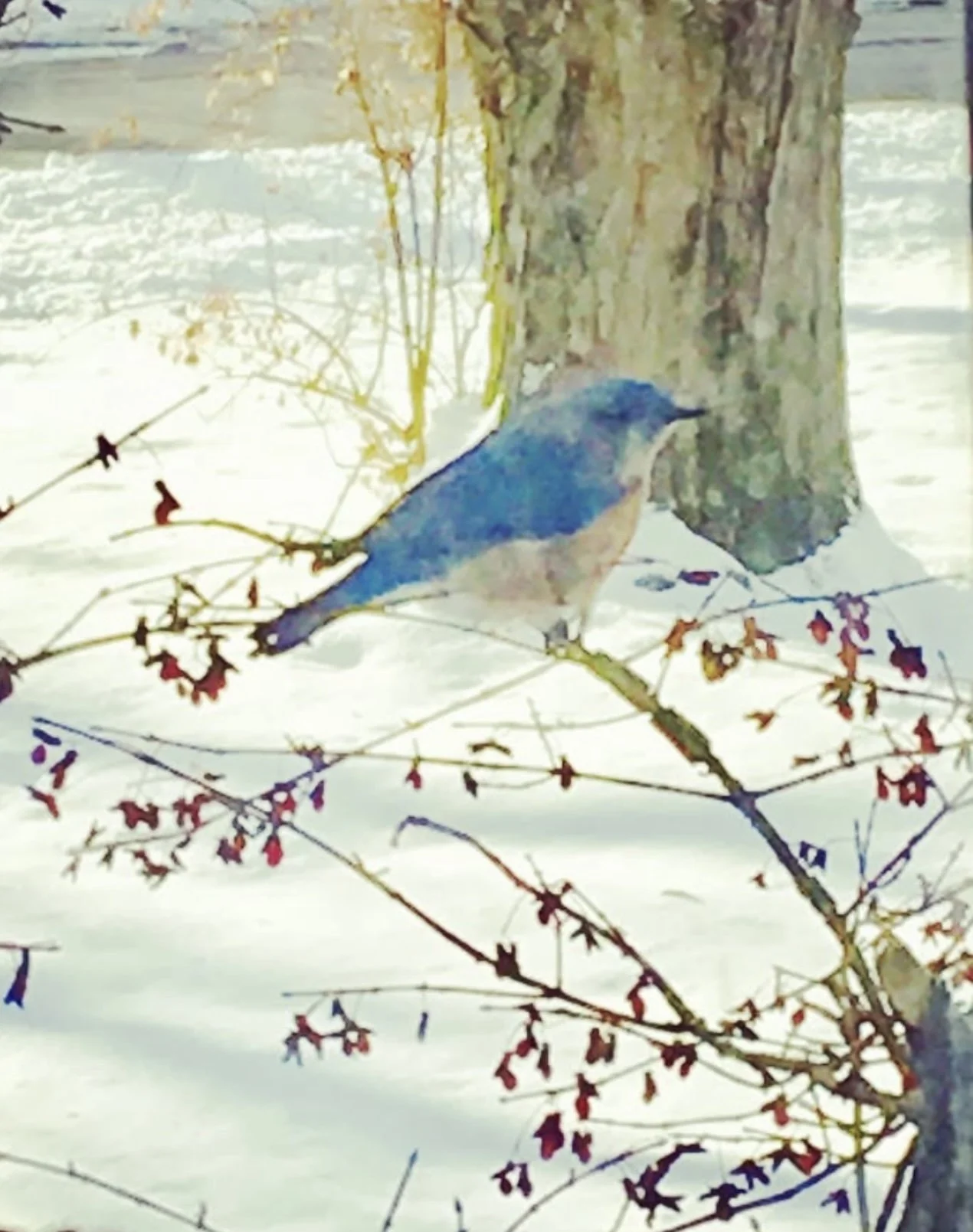 Bluebird Hill Wellness Studio
