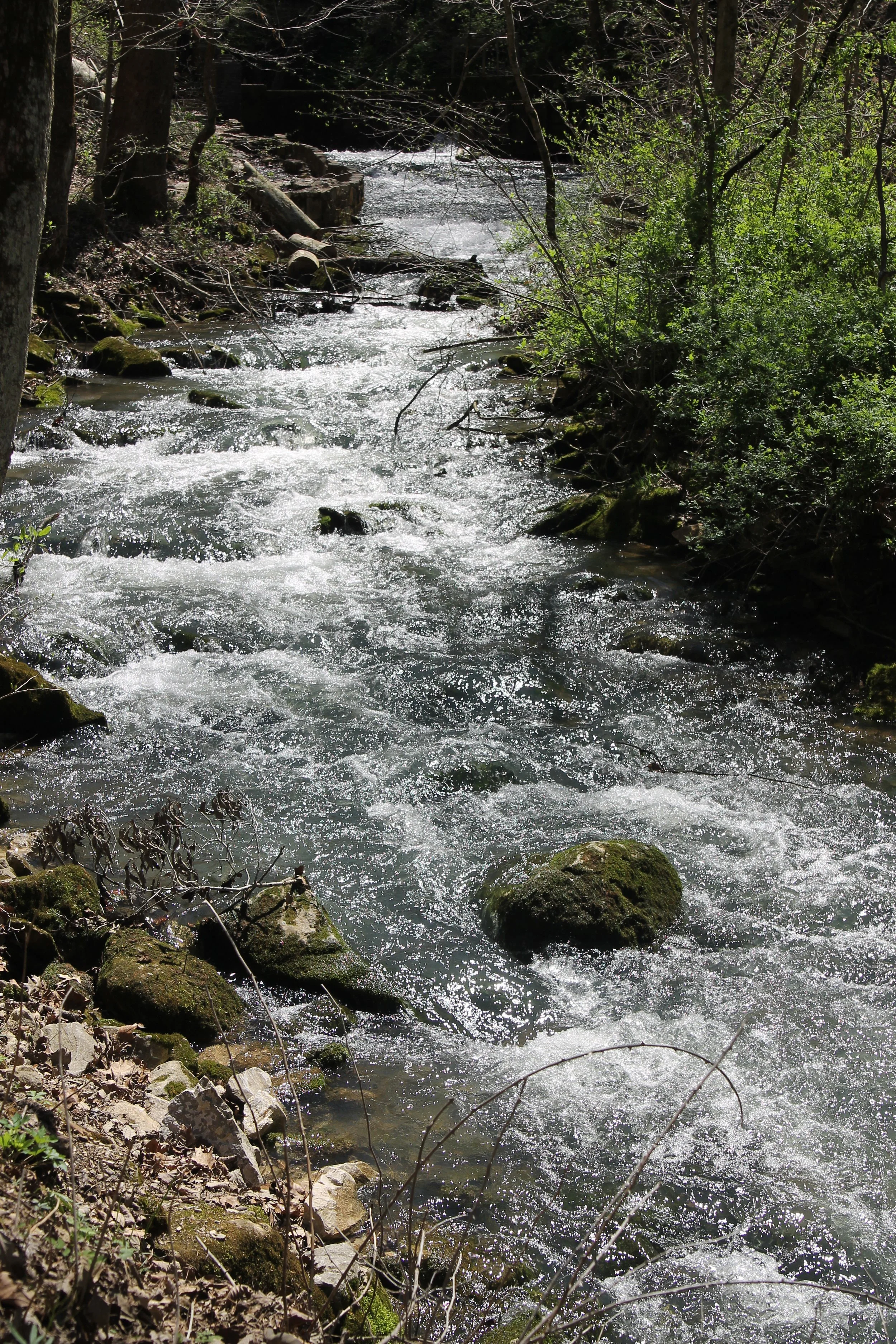 IMG_0732.jpg