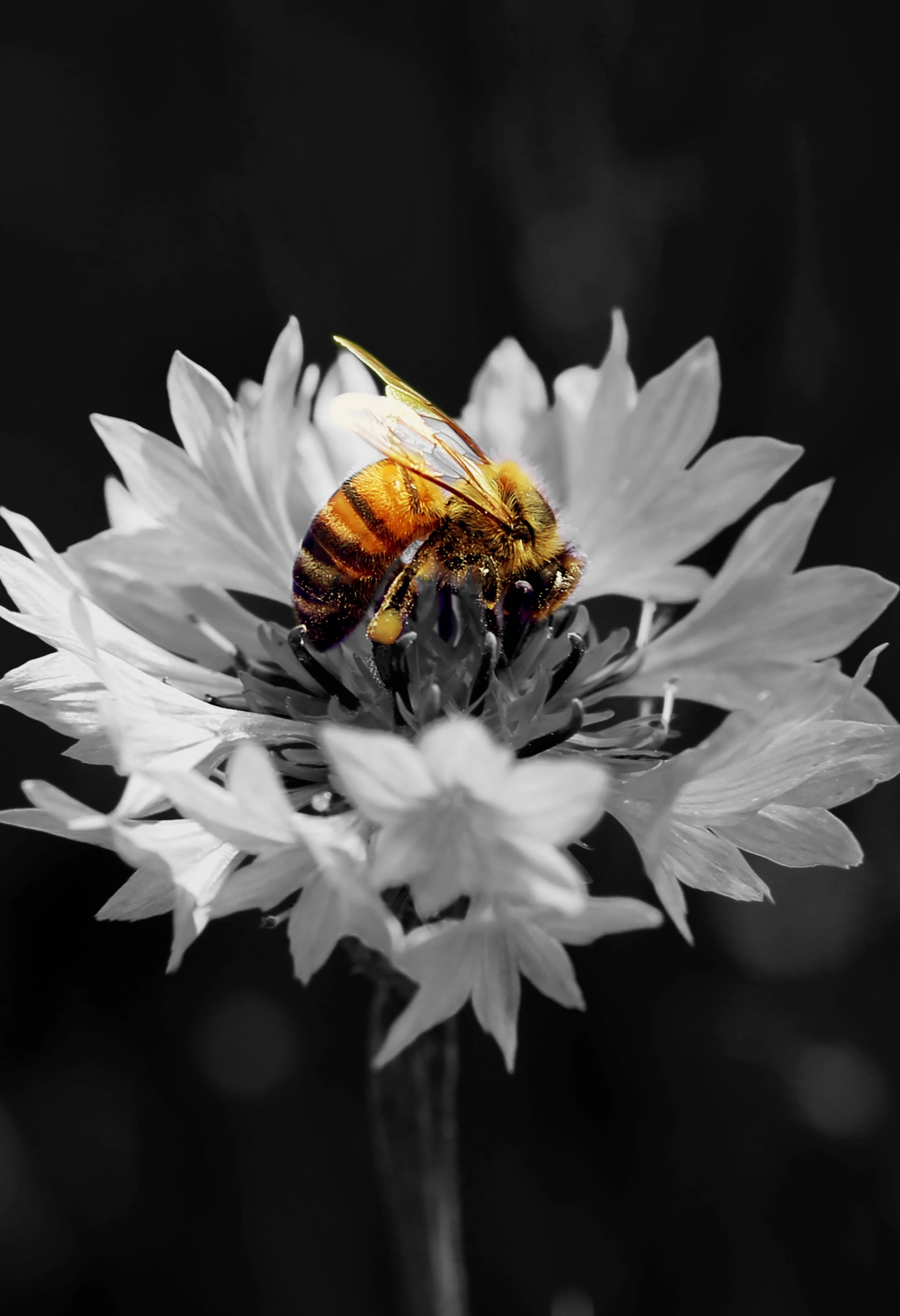 Nature Photography