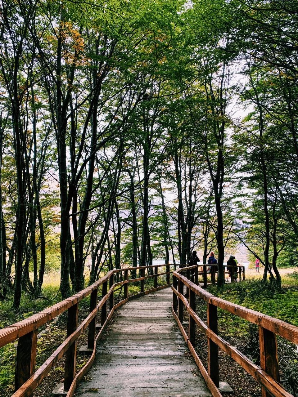 Wooden pathway through a forest with tall trees and green foliage, with a few people walking and enjoying the scenery.