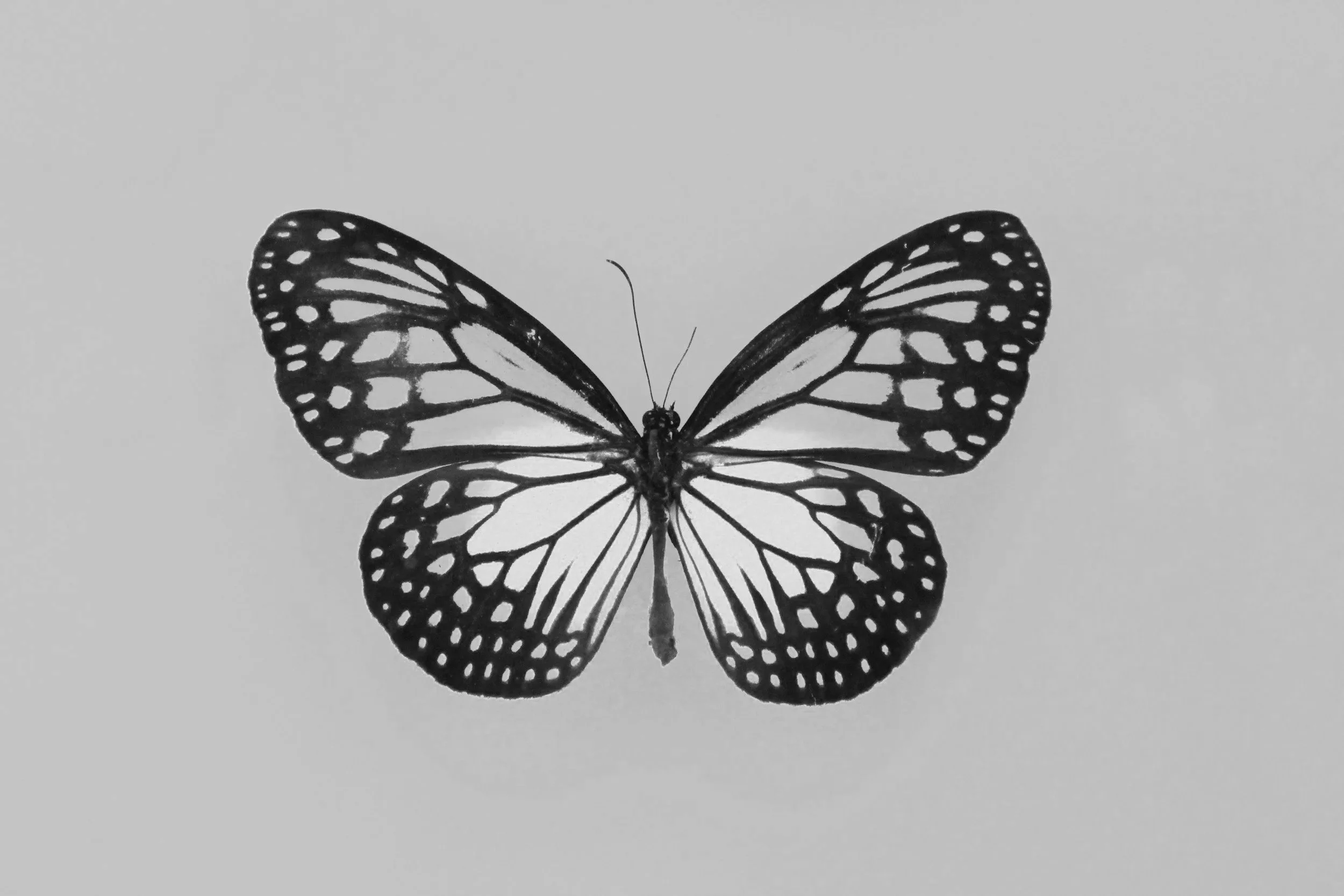Illness as Initiation: Trauma, Transformation, and the Rebirth of the Self