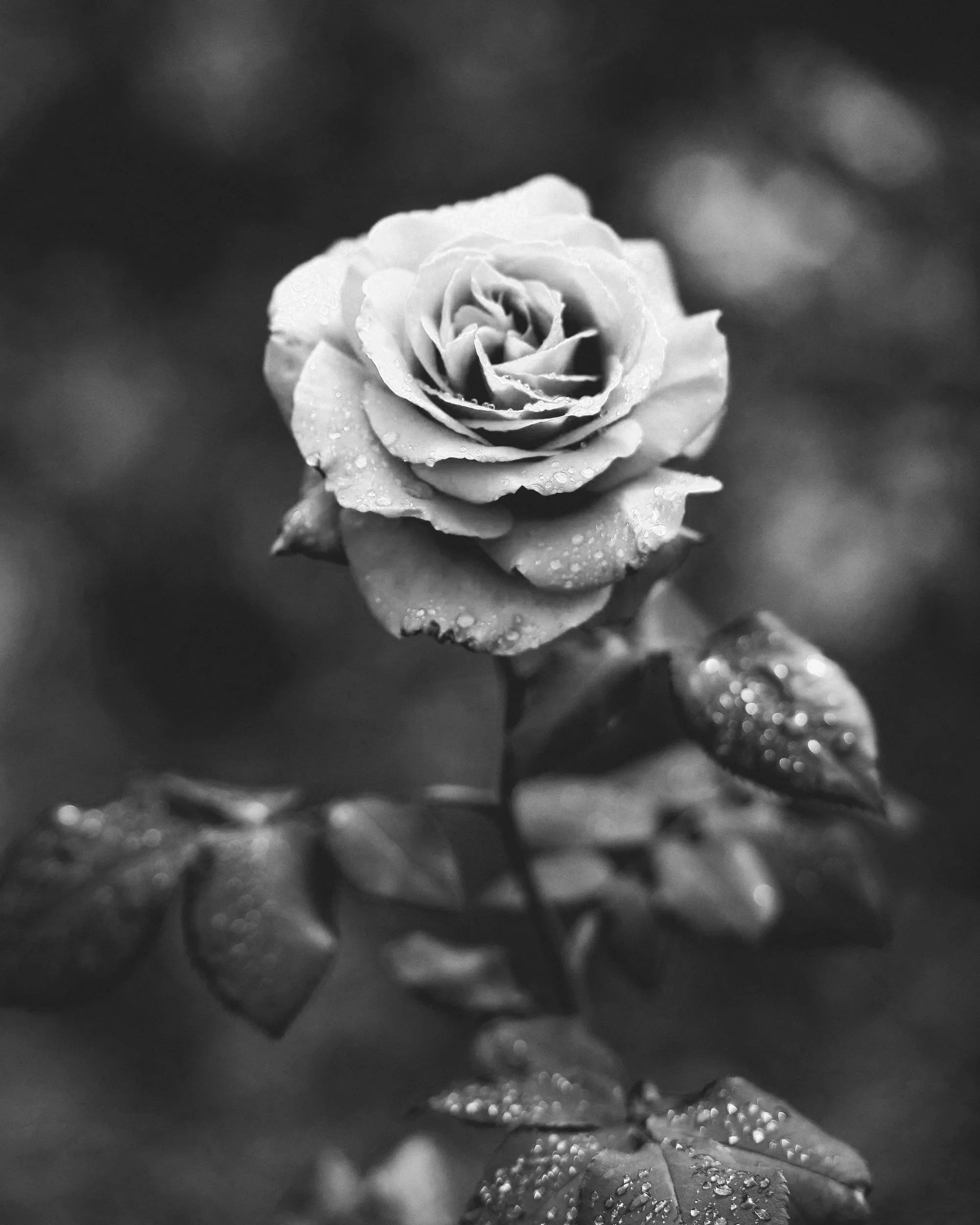 The Four Alchemical Stages of Healing: Part Four – Rubedo, the Reddening
