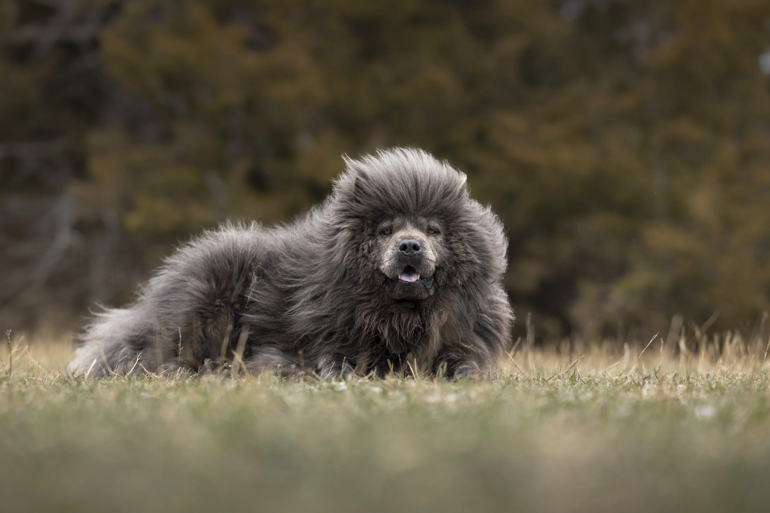 A fluffy, black dog lying on the grass with a blurred forest background.